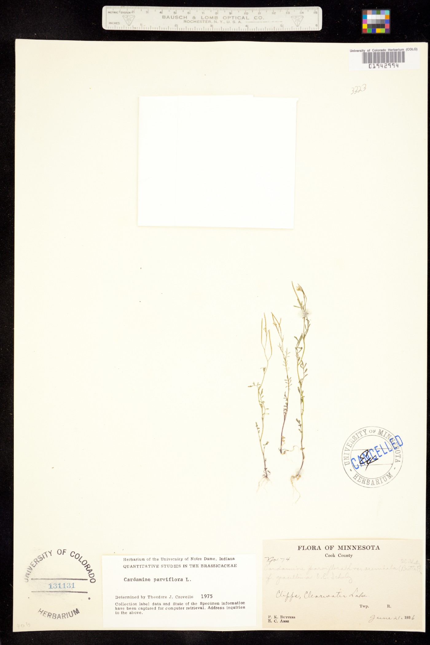 Cardamine parviflora image