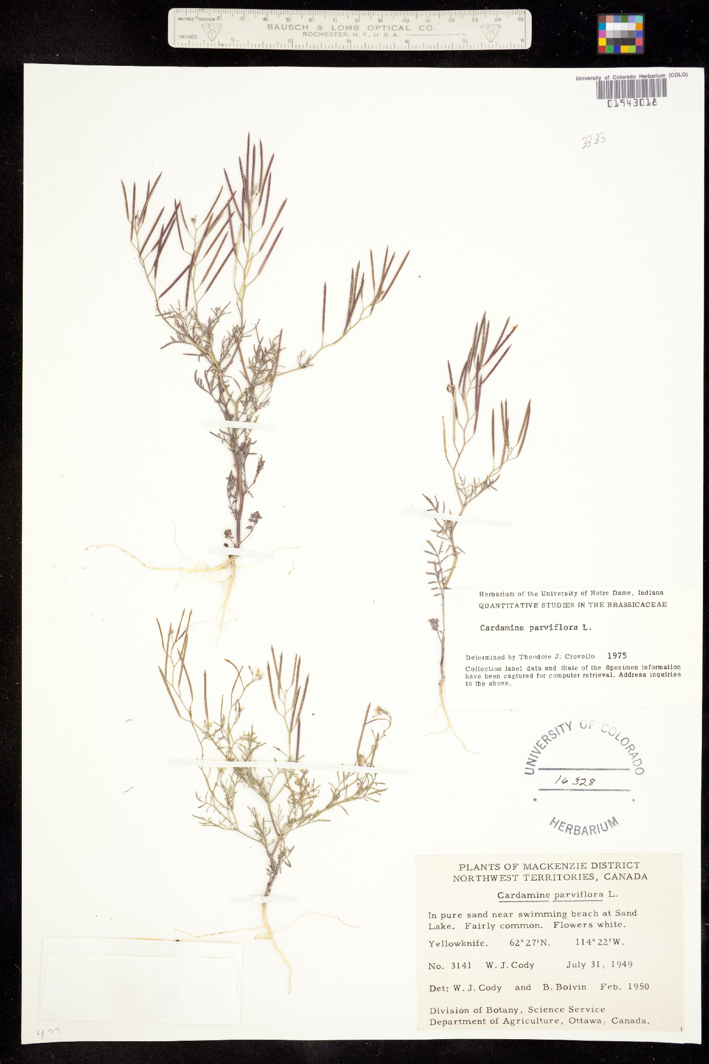 Cardamine parviflora image