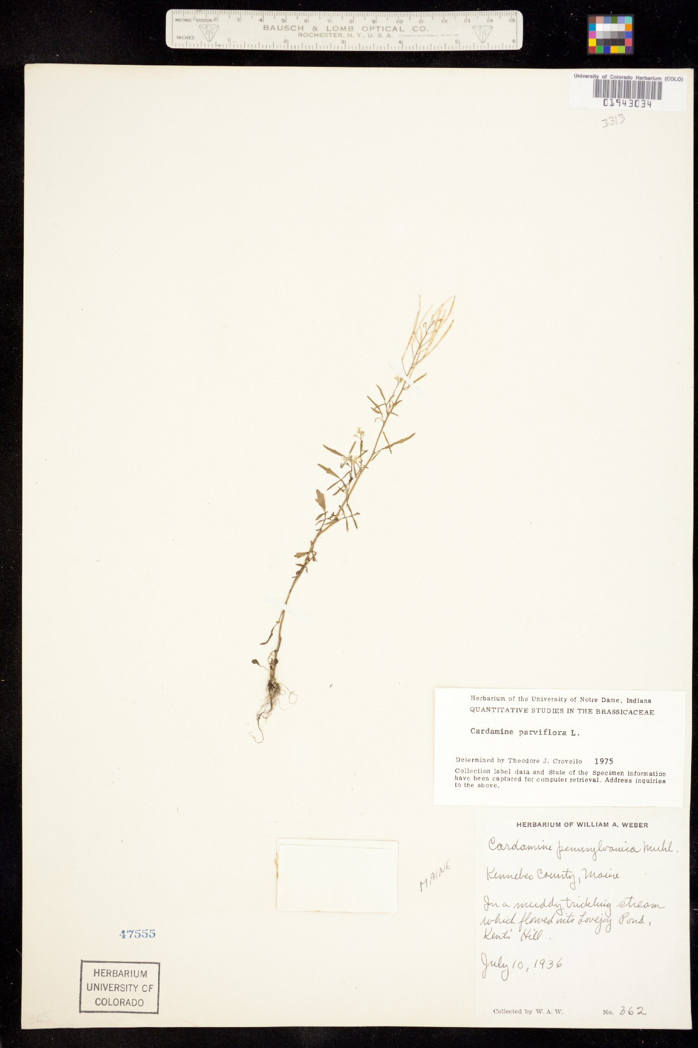 Cardamine parviflora image