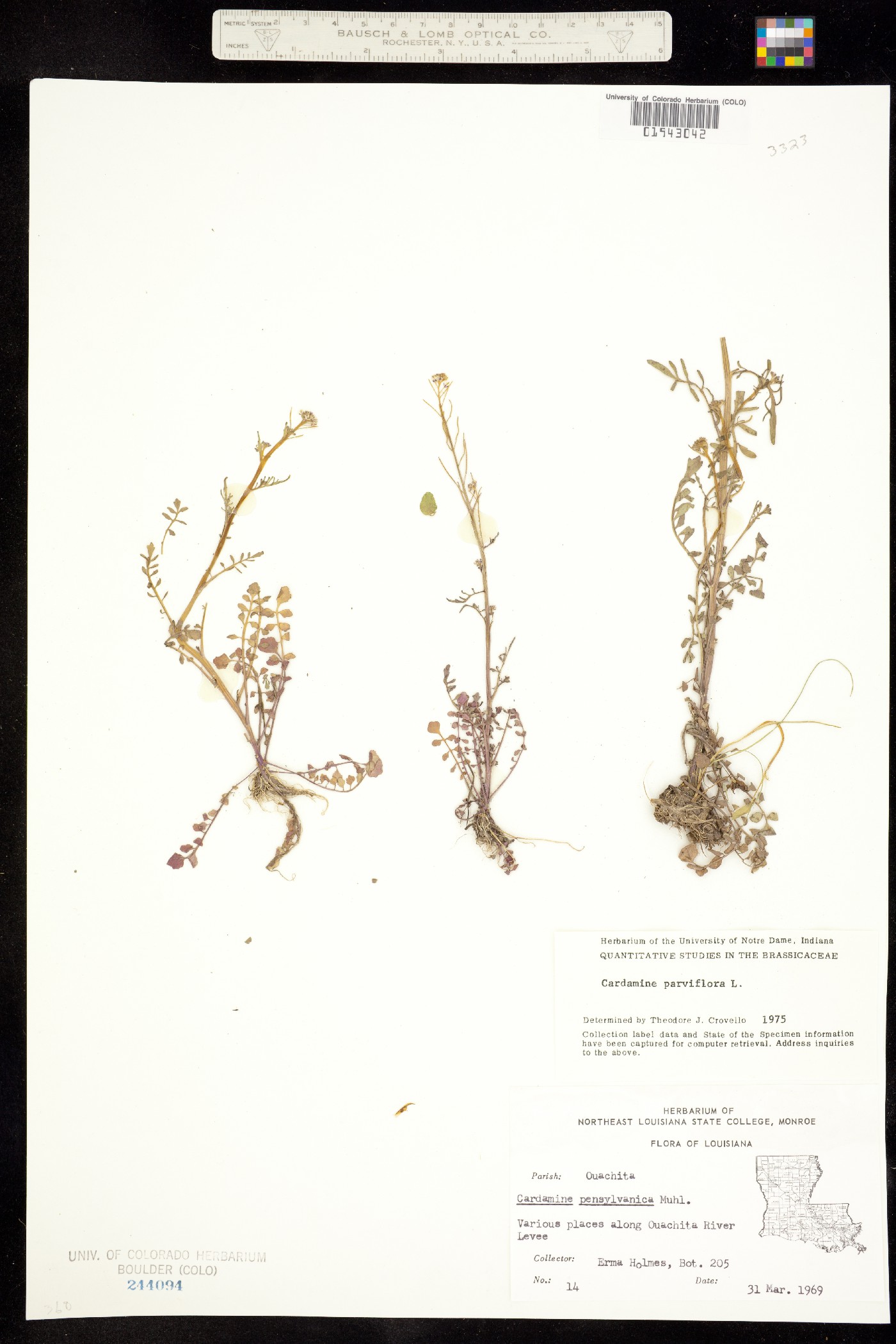 Cardamine parviflora image