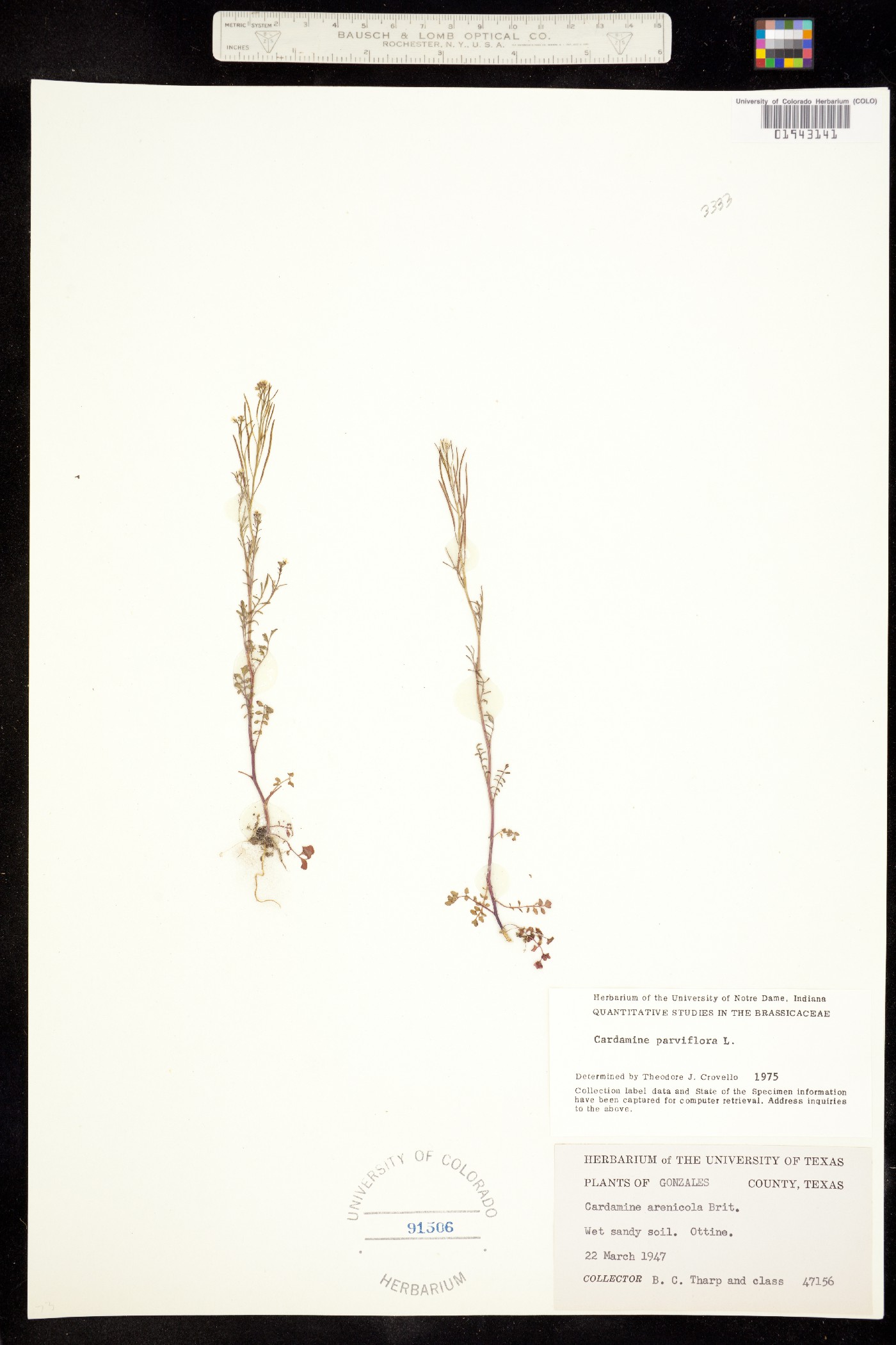 Cardamine parviflora image
