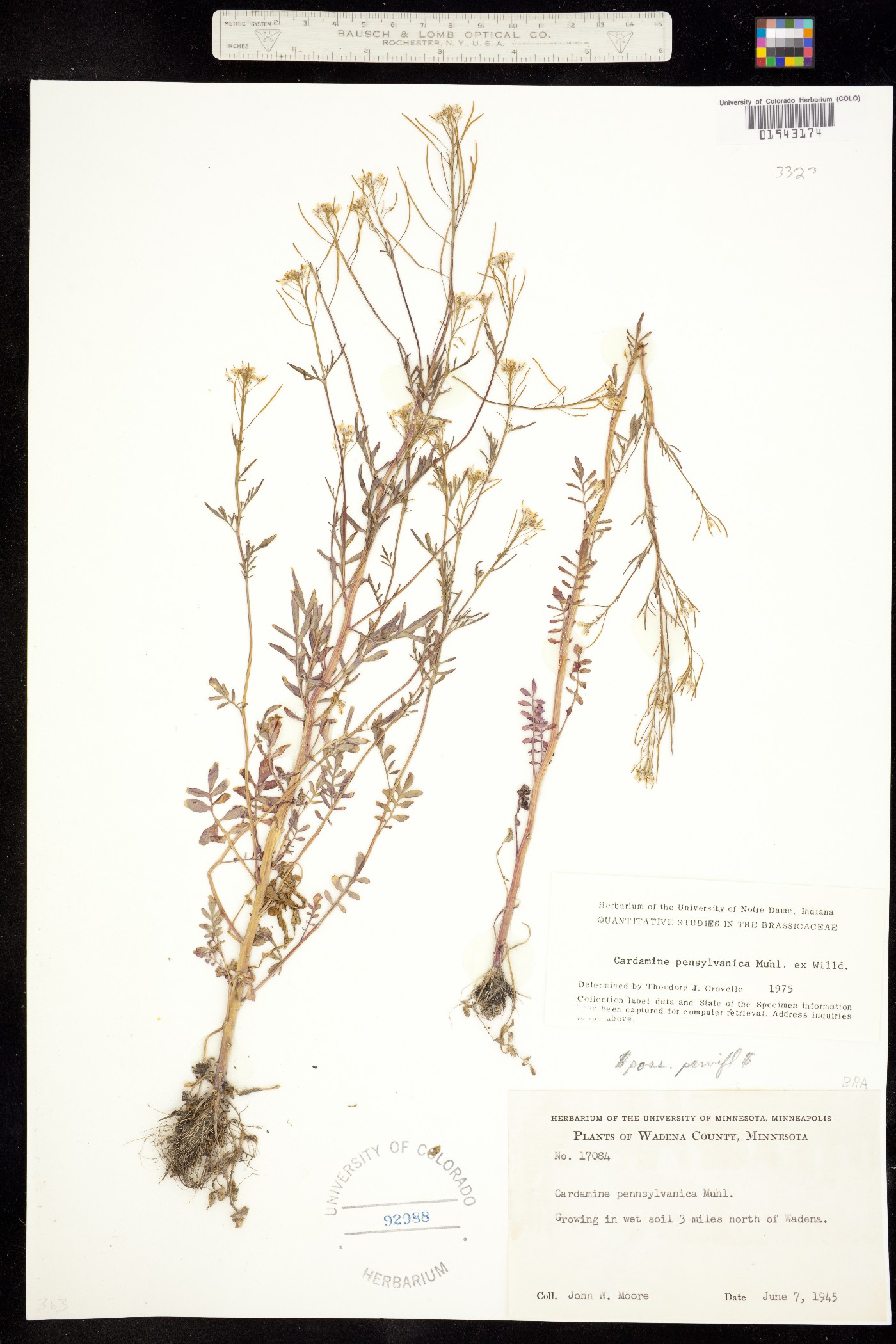 Cardamine pensylvanica image