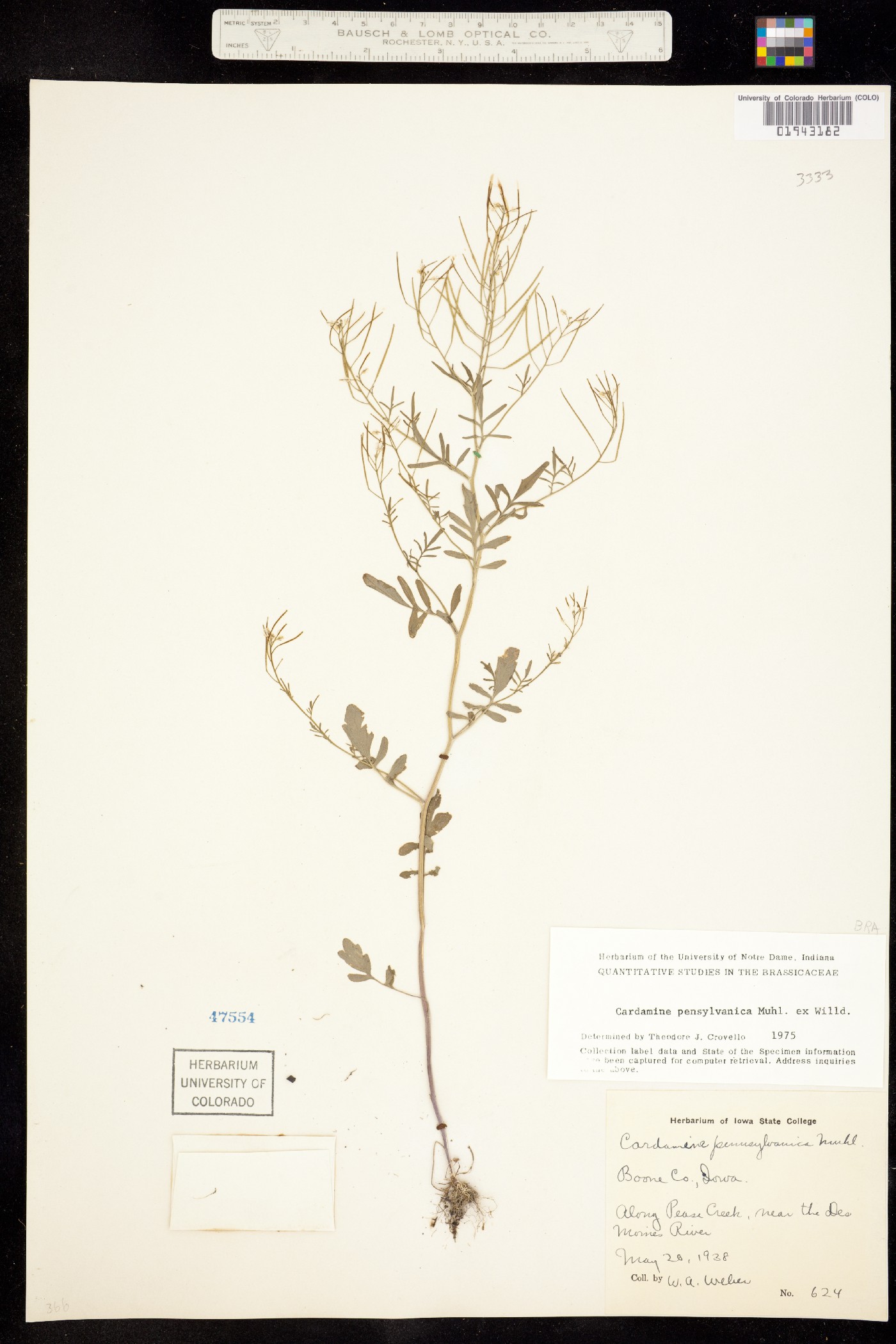 Cardamine pensylvanica image