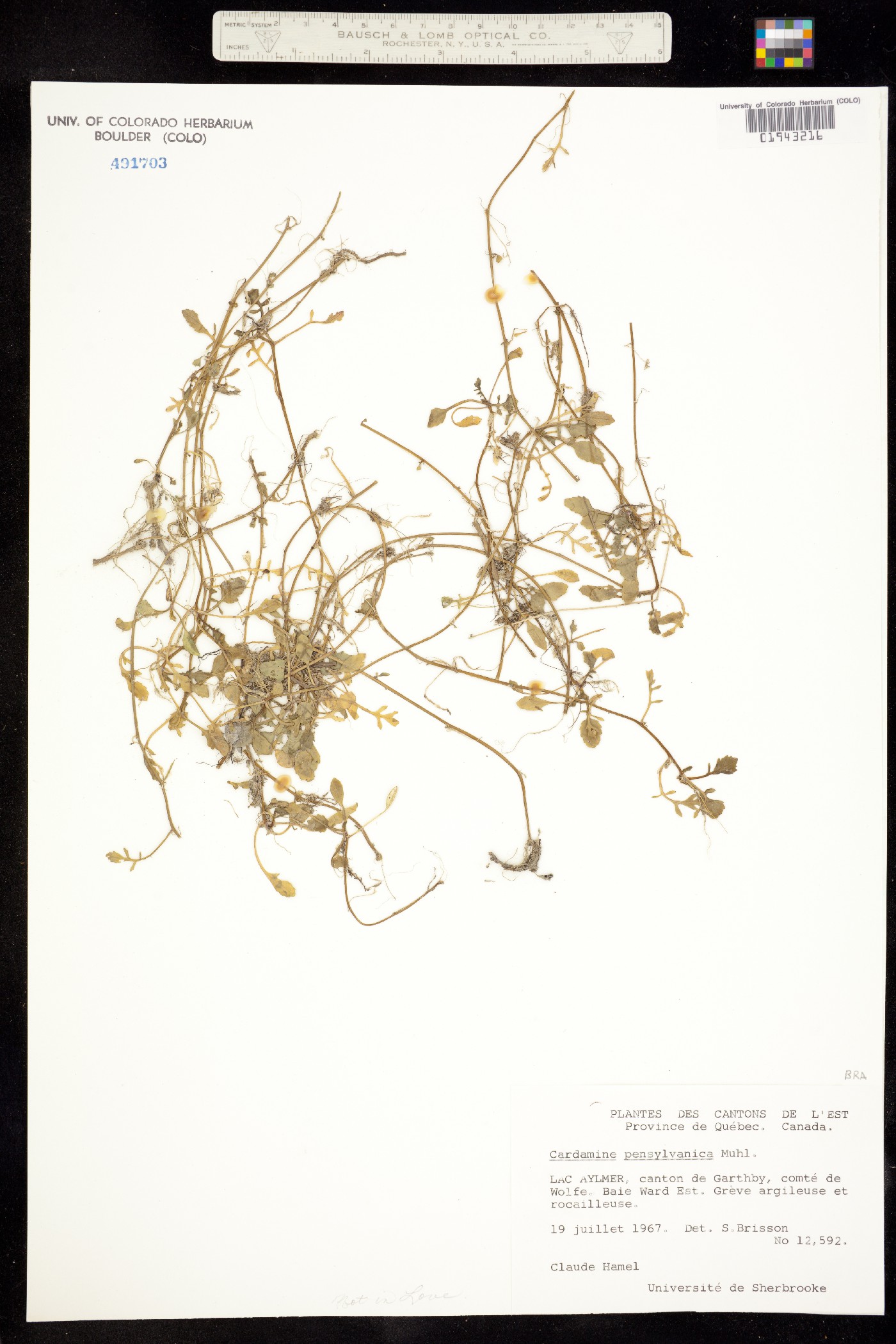 Cardamine pensylvanica image