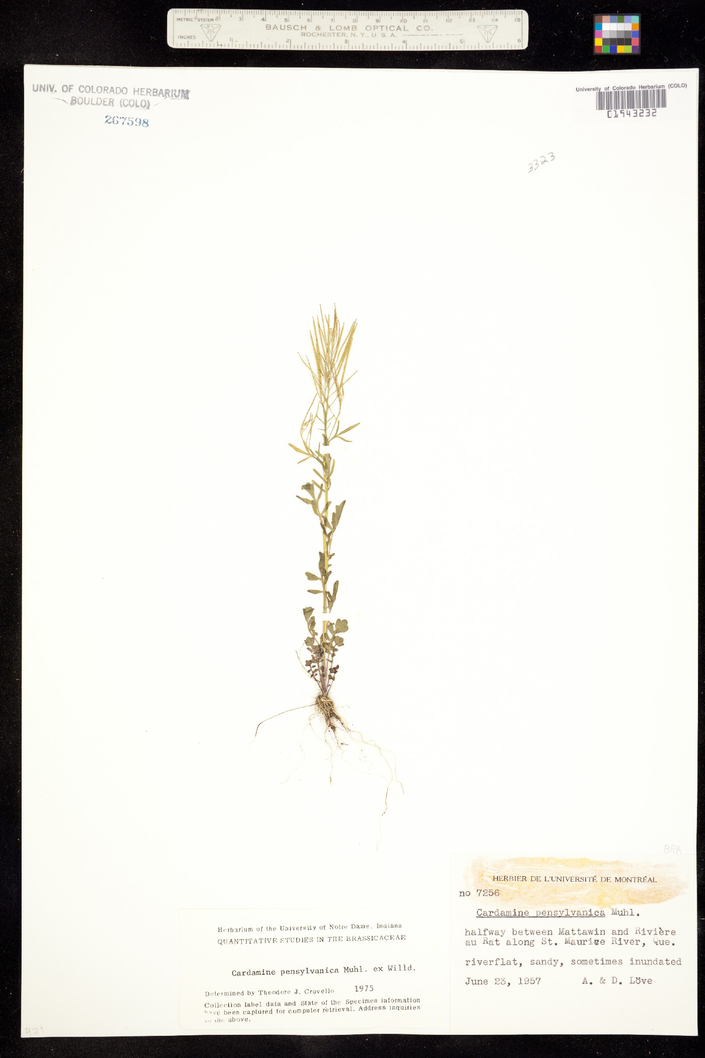 Cardamine pensylvanica image