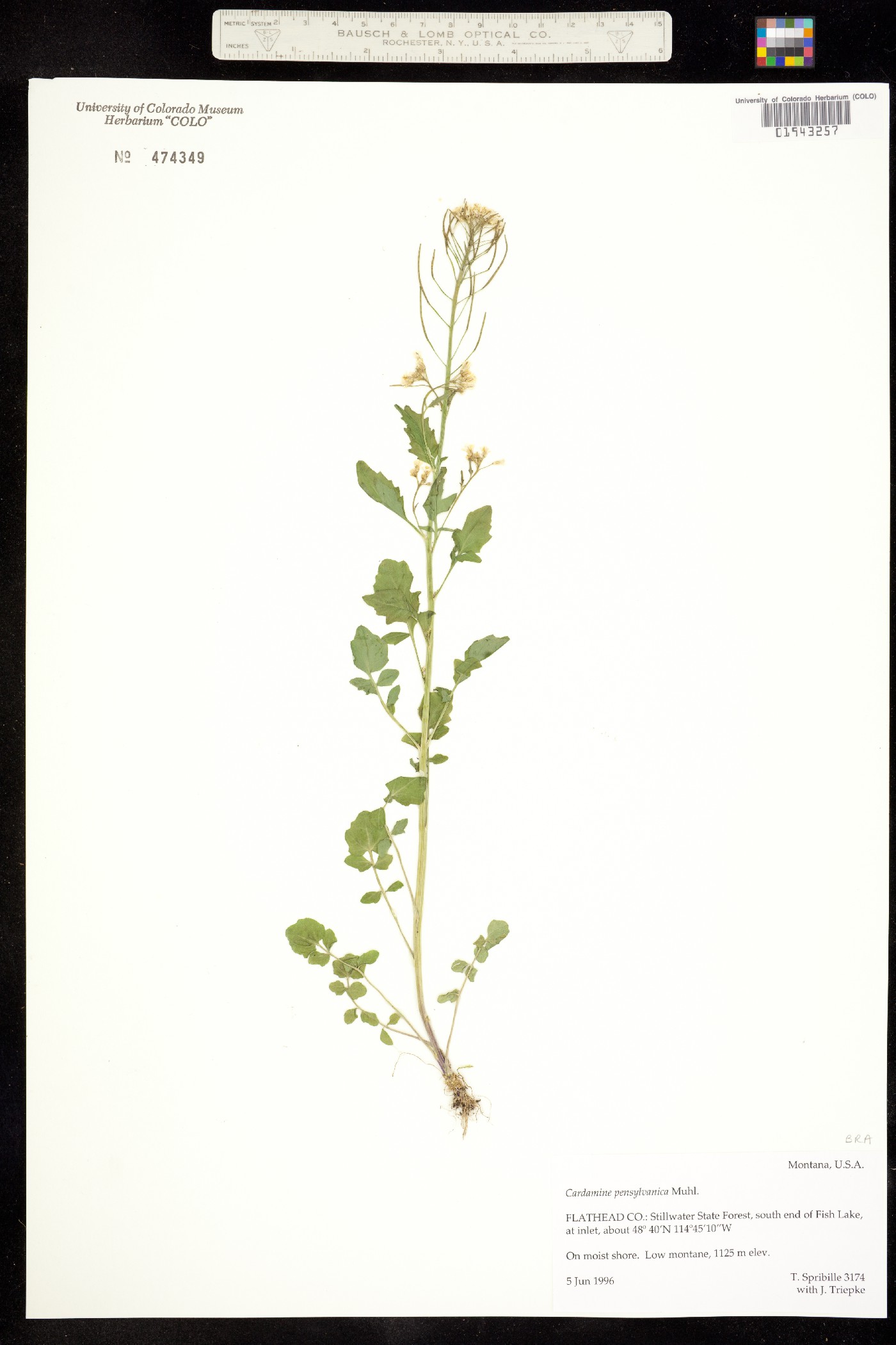 Cardamine pensylvanica image