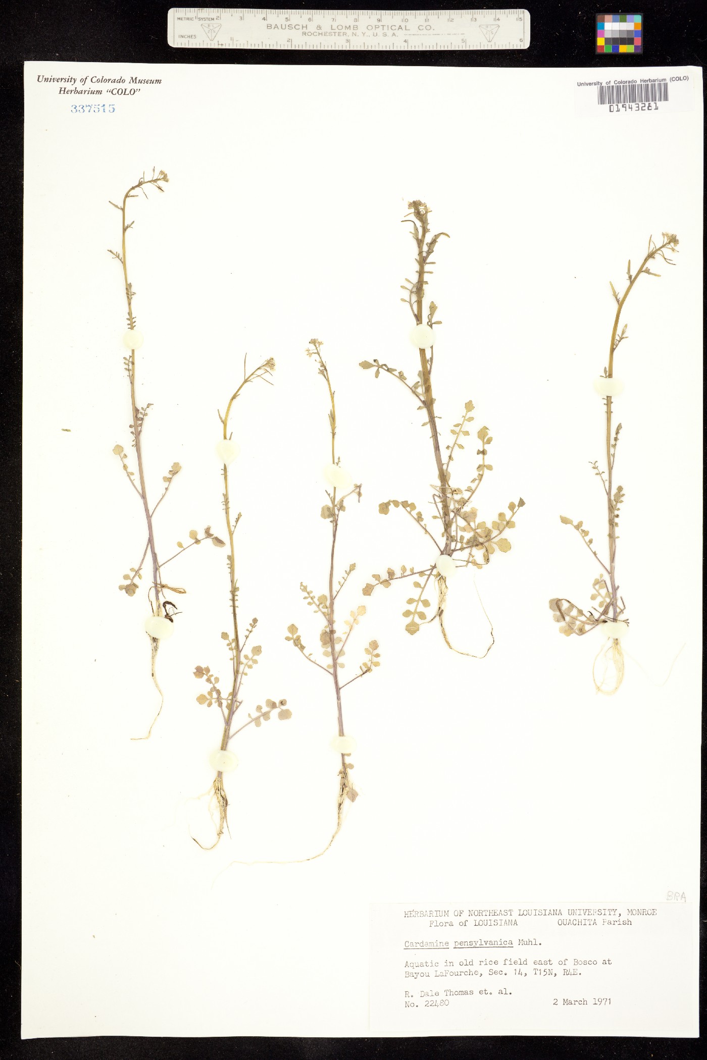 Cardamine pensylvanica image