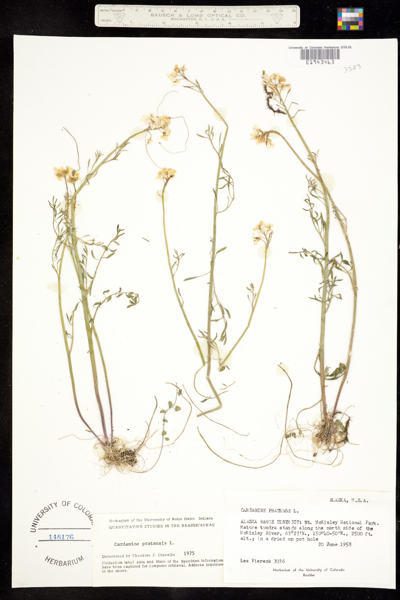 Cardamine pratensis image