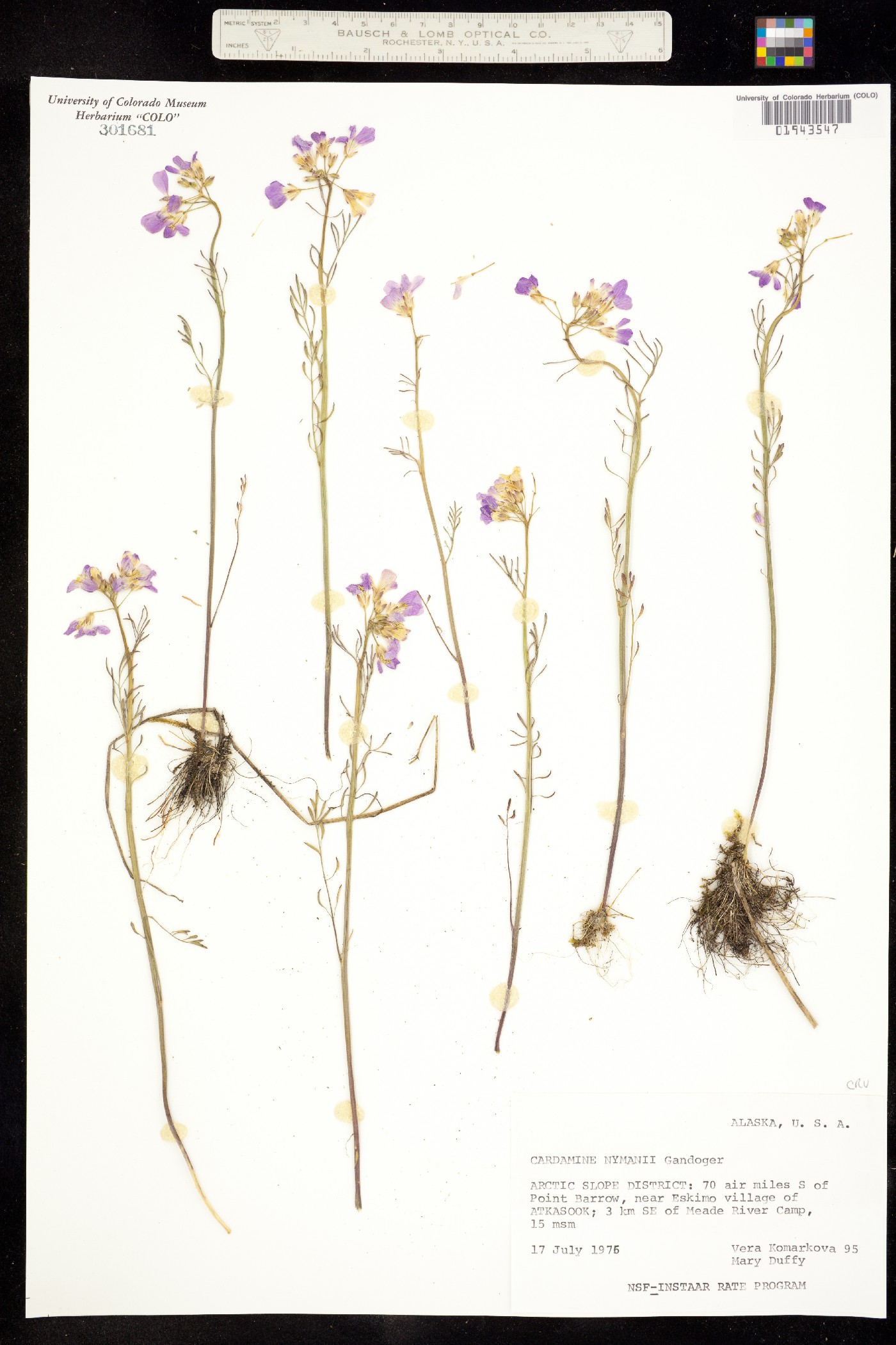 Cardamine pratensis image