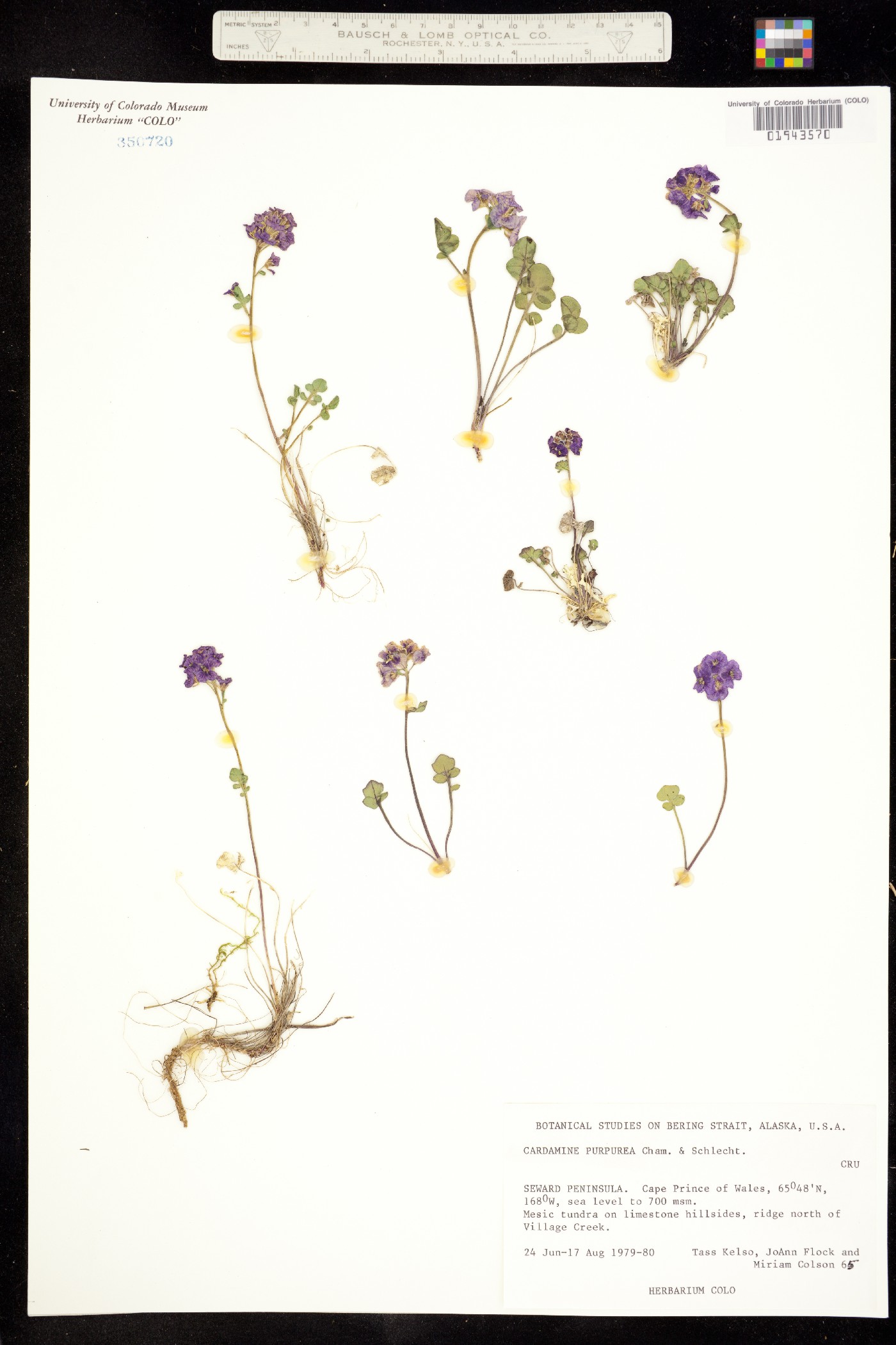 Cardamine purpurea image