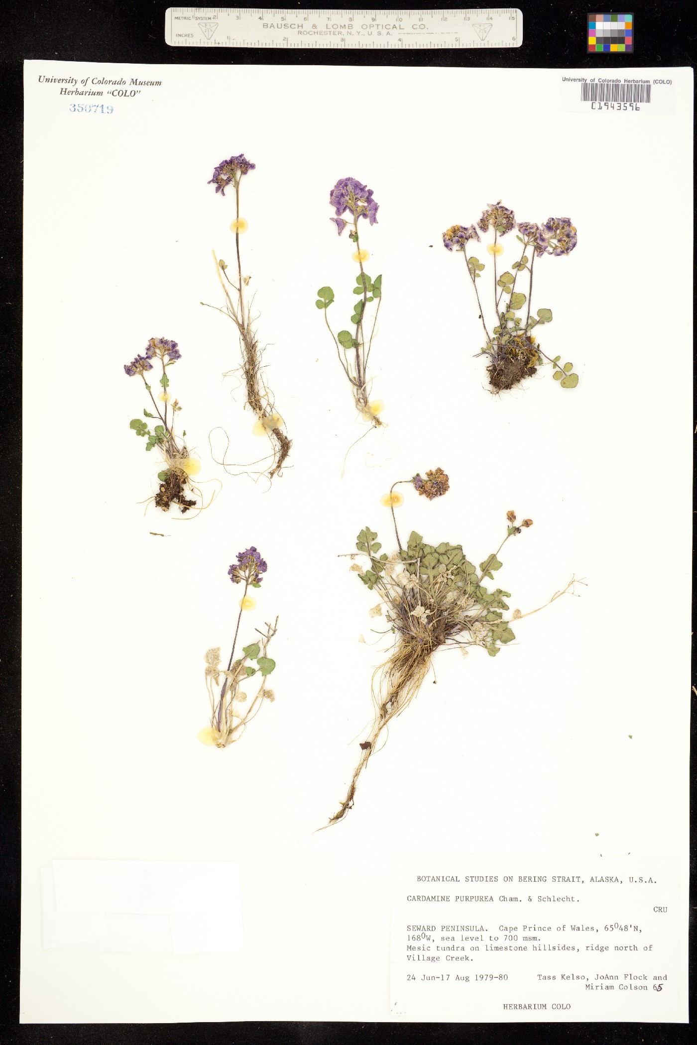 Cardamine purpurea image