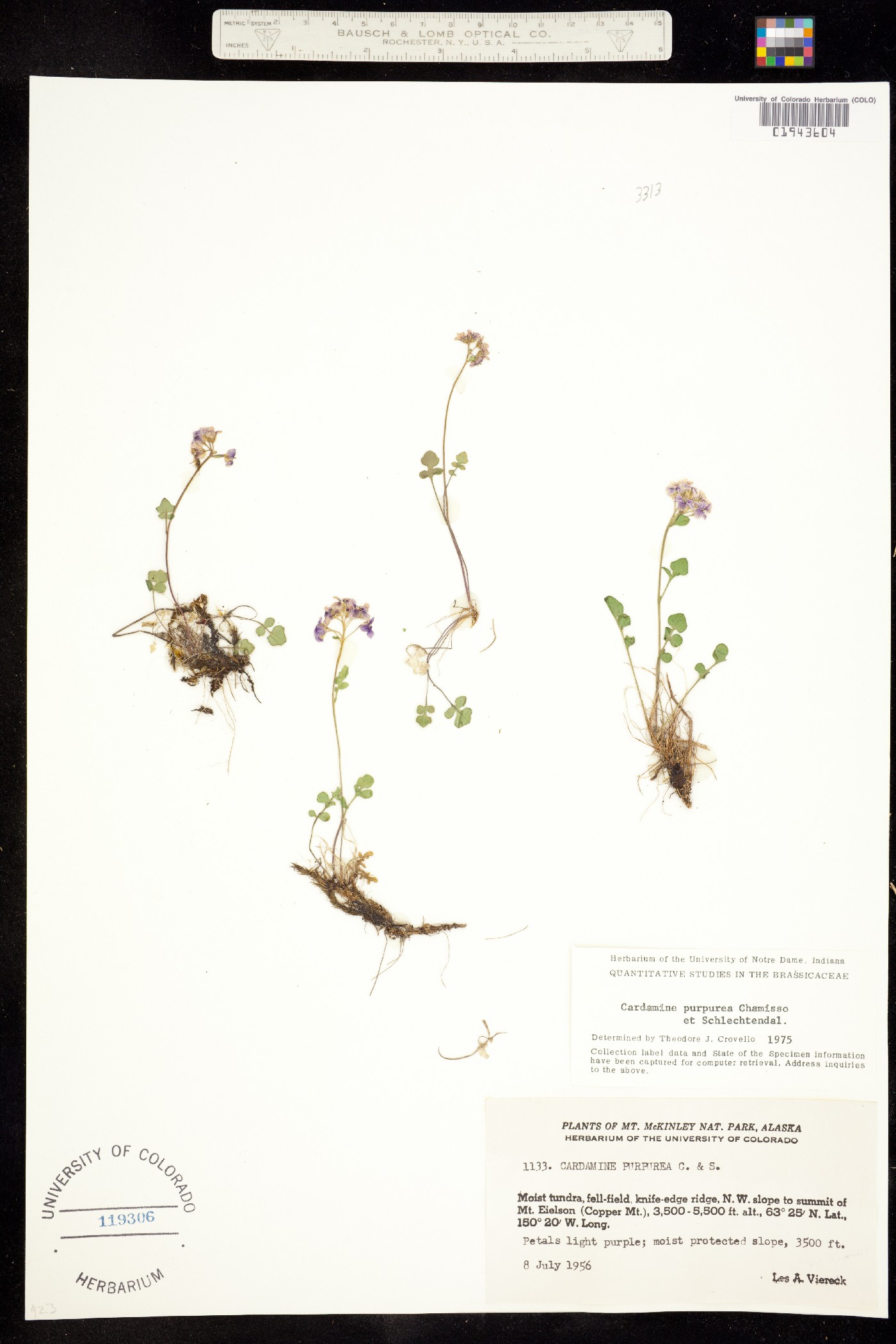 Cardamine purpurea image