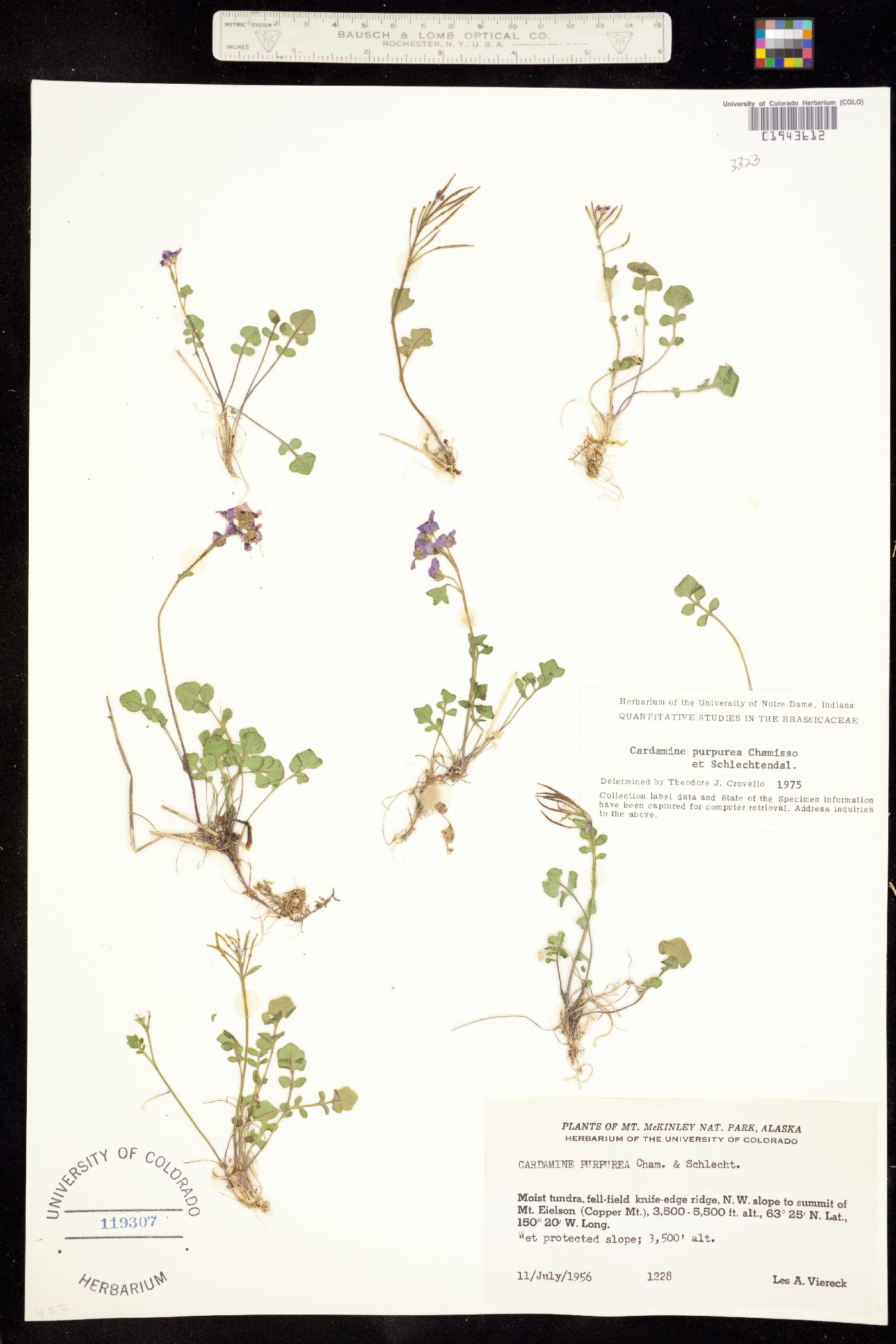 Cardamine purpurea image