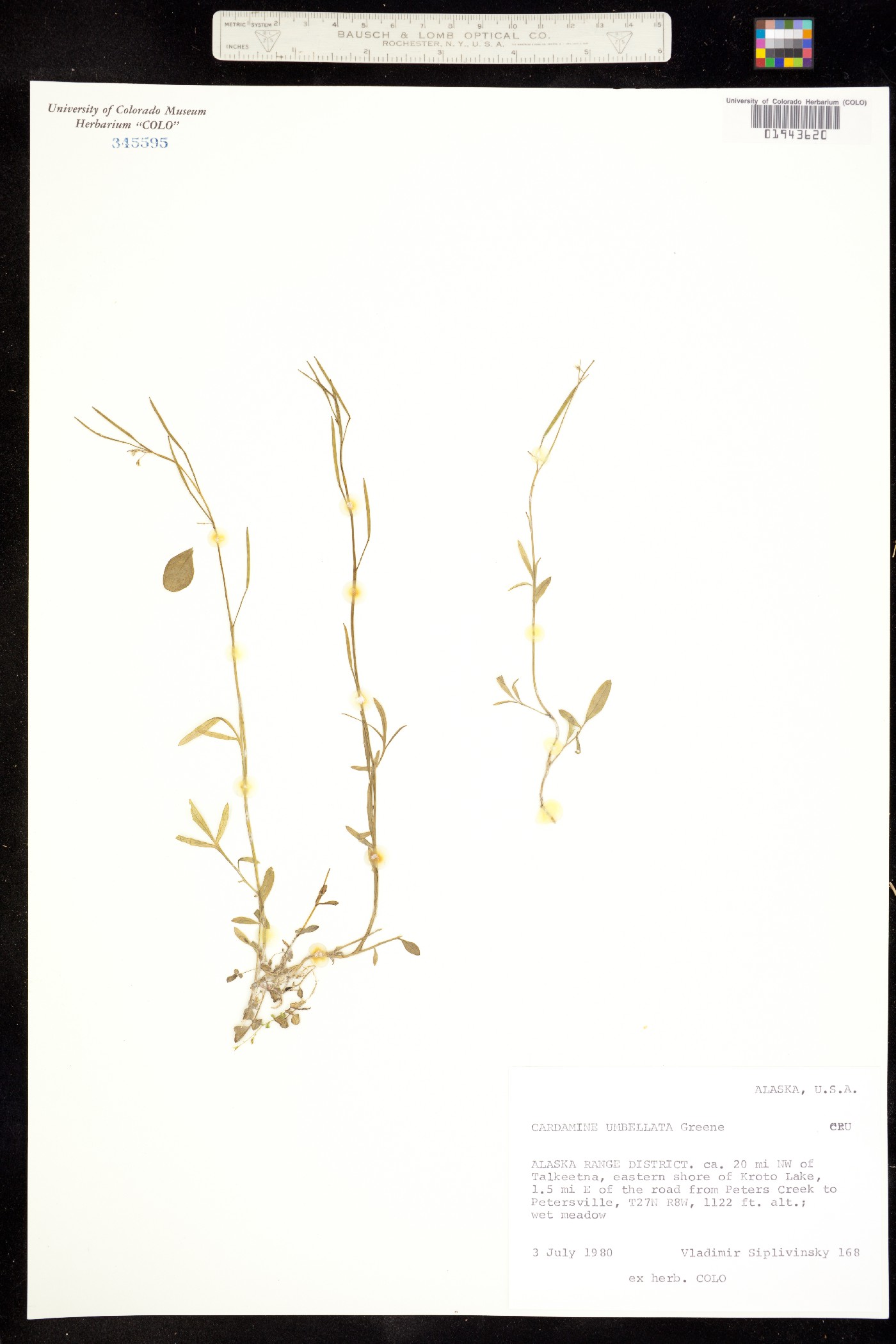 Cardamine umbellata image