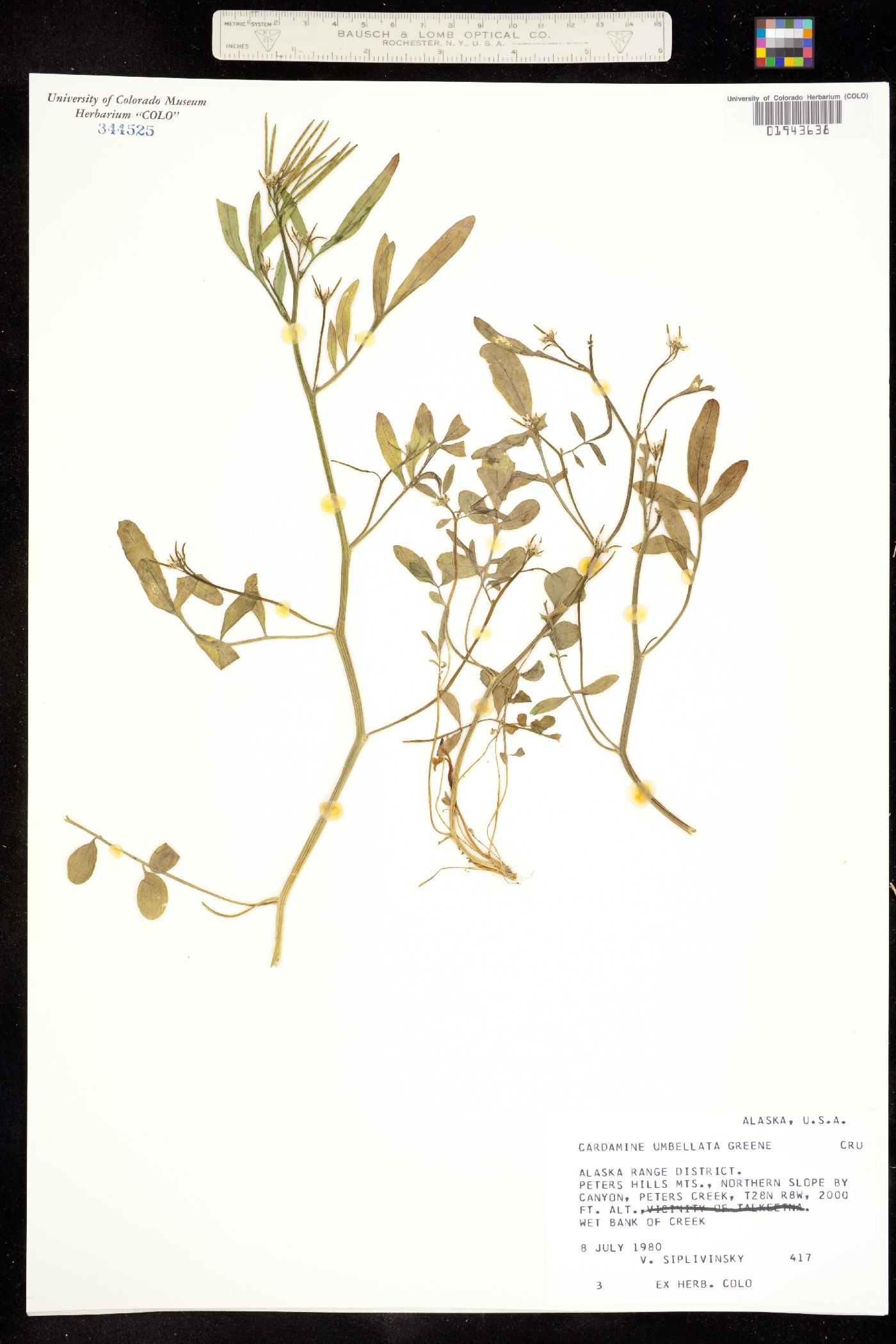 Cardamine umbellata image