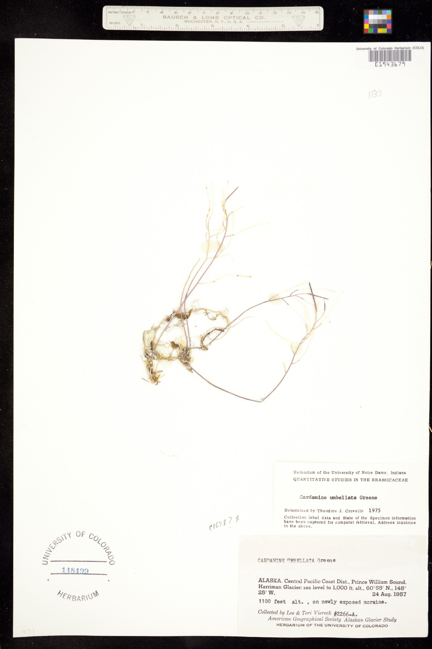 Cardamine umbellata image