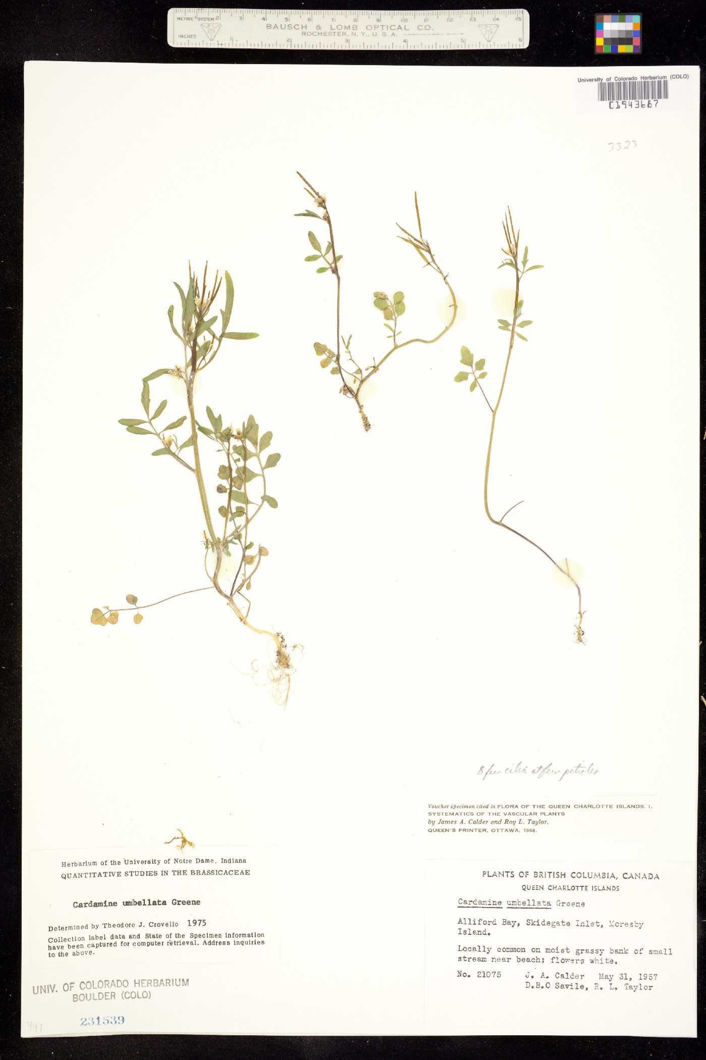 Cardamine umbellata image