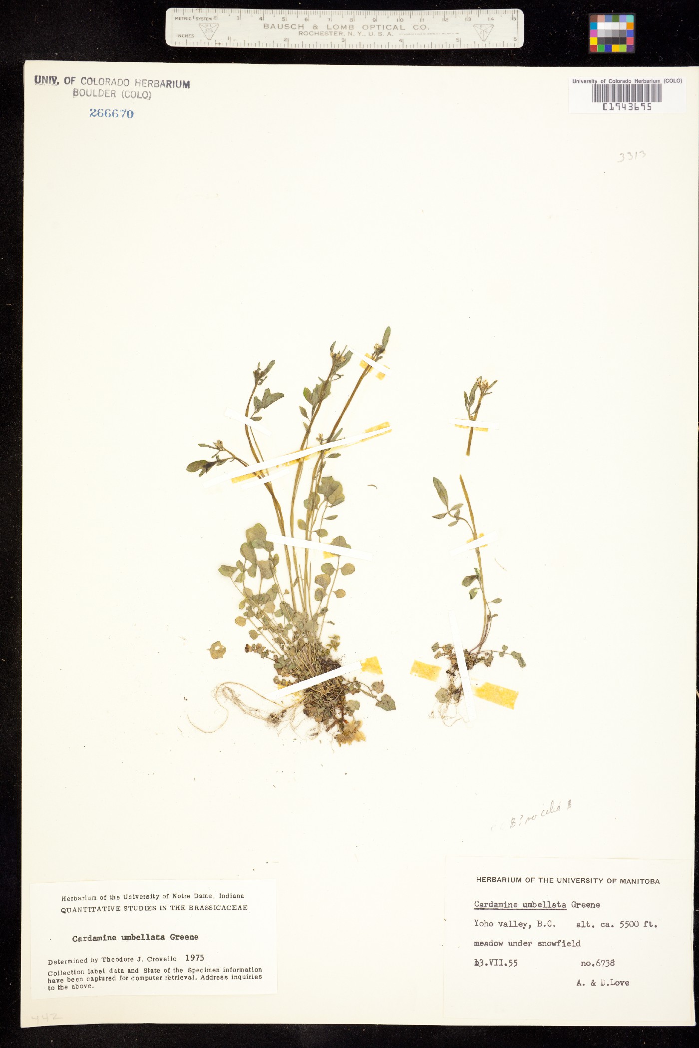 Cardamine umbellata image