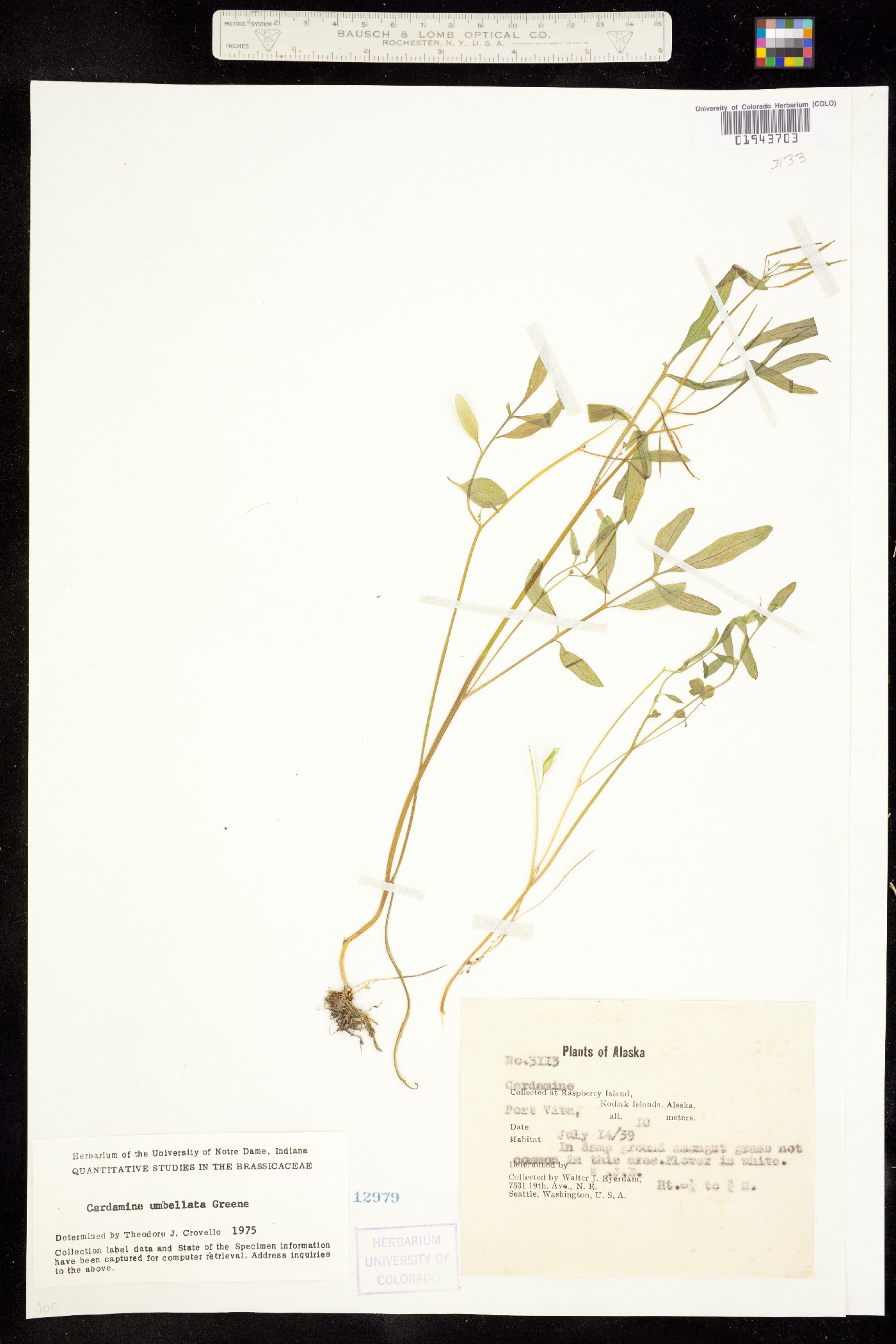 Cardamine umbellata image