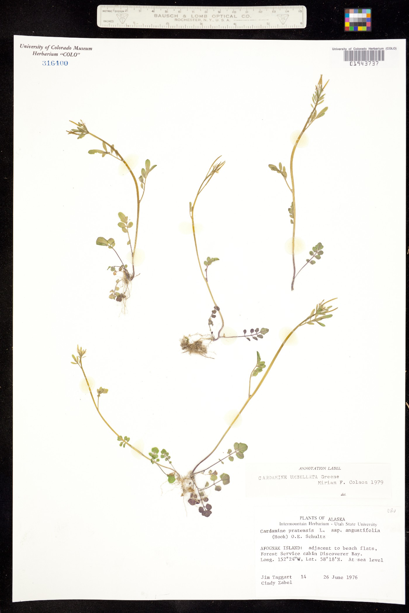 Cardamine umbellata image