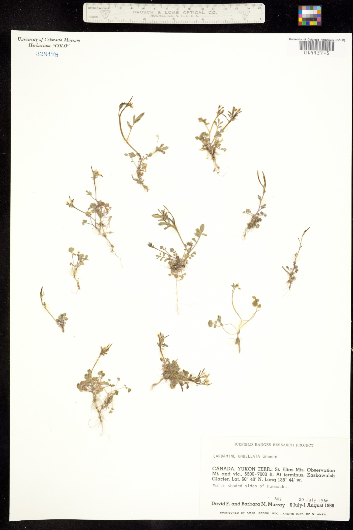 Cardamine umbellata image