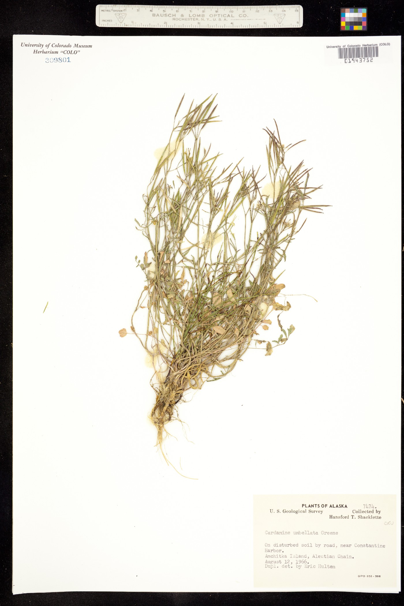 Cardamine umbellata image