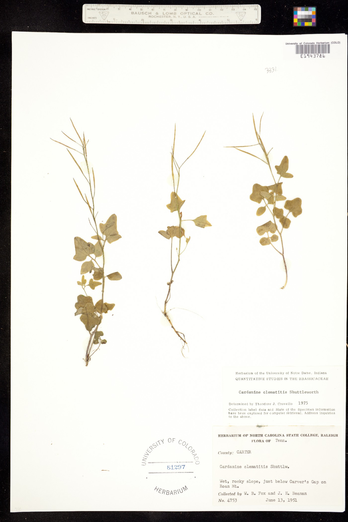 Cardamine clematitis image