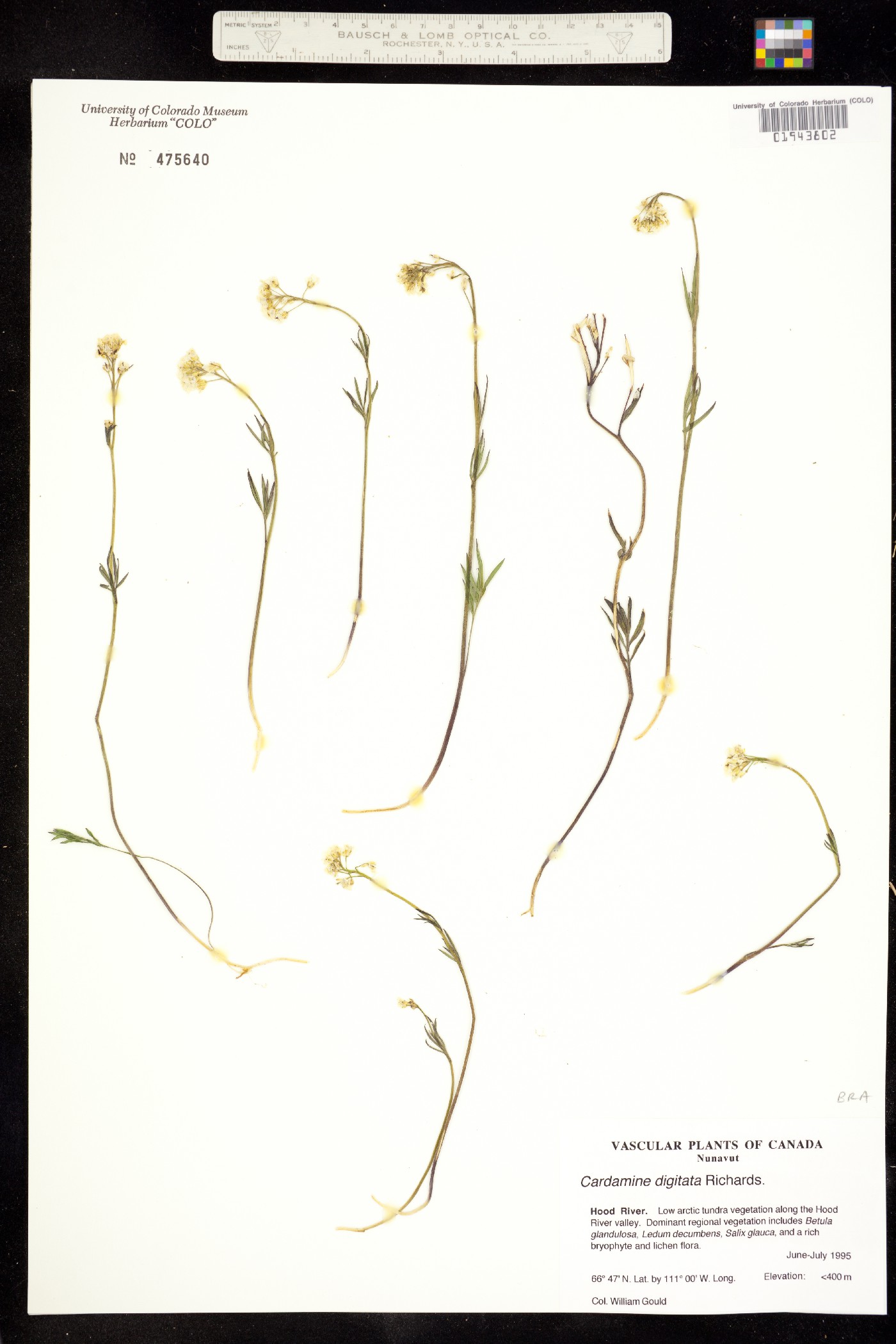 Cardamine digitata image