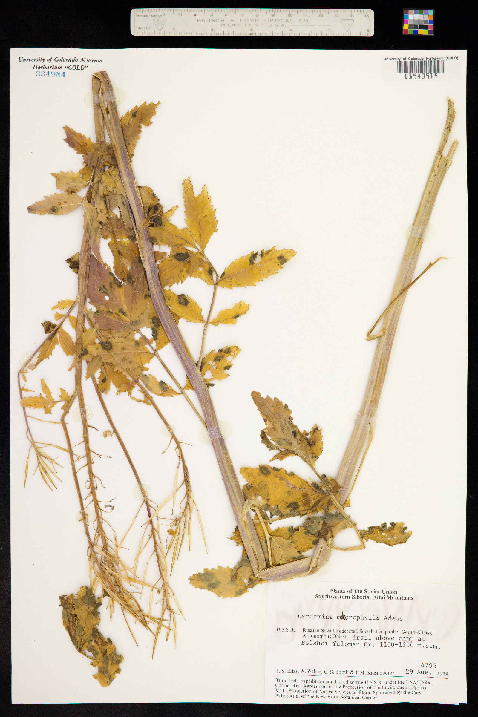 Cardamine microphylla image