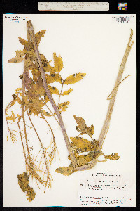 Cardamine microphylla image