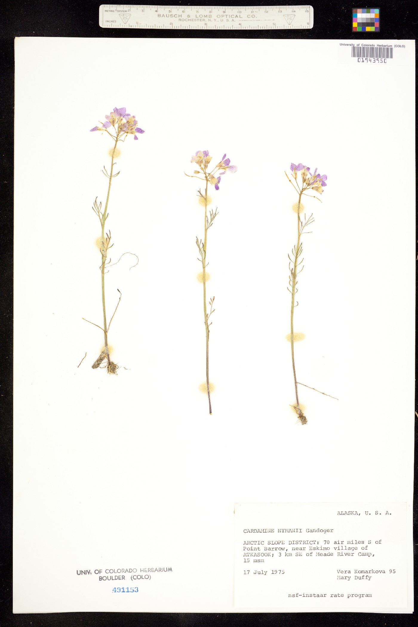 Cardamine nymanii image