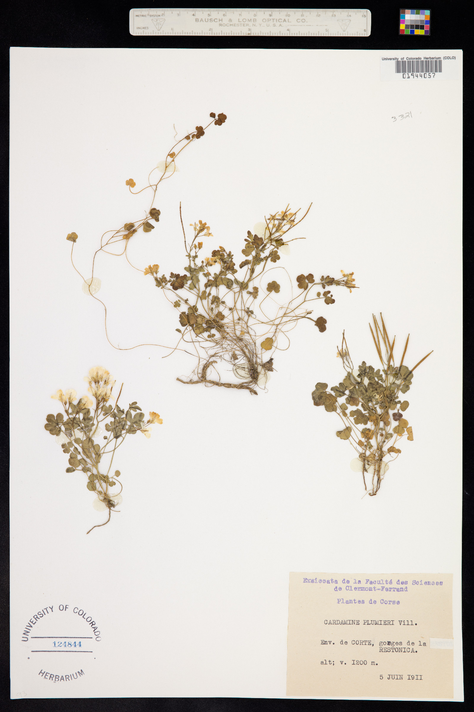 Cardamine plumieri image