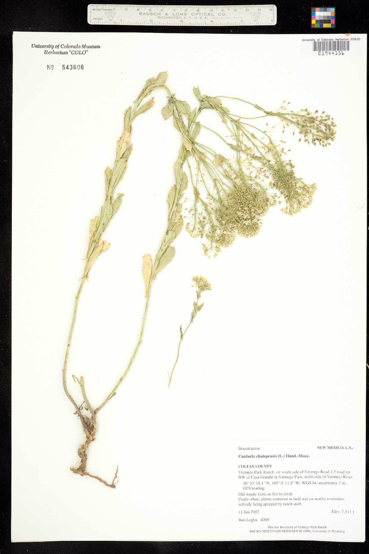 Lepidium chalepensis image