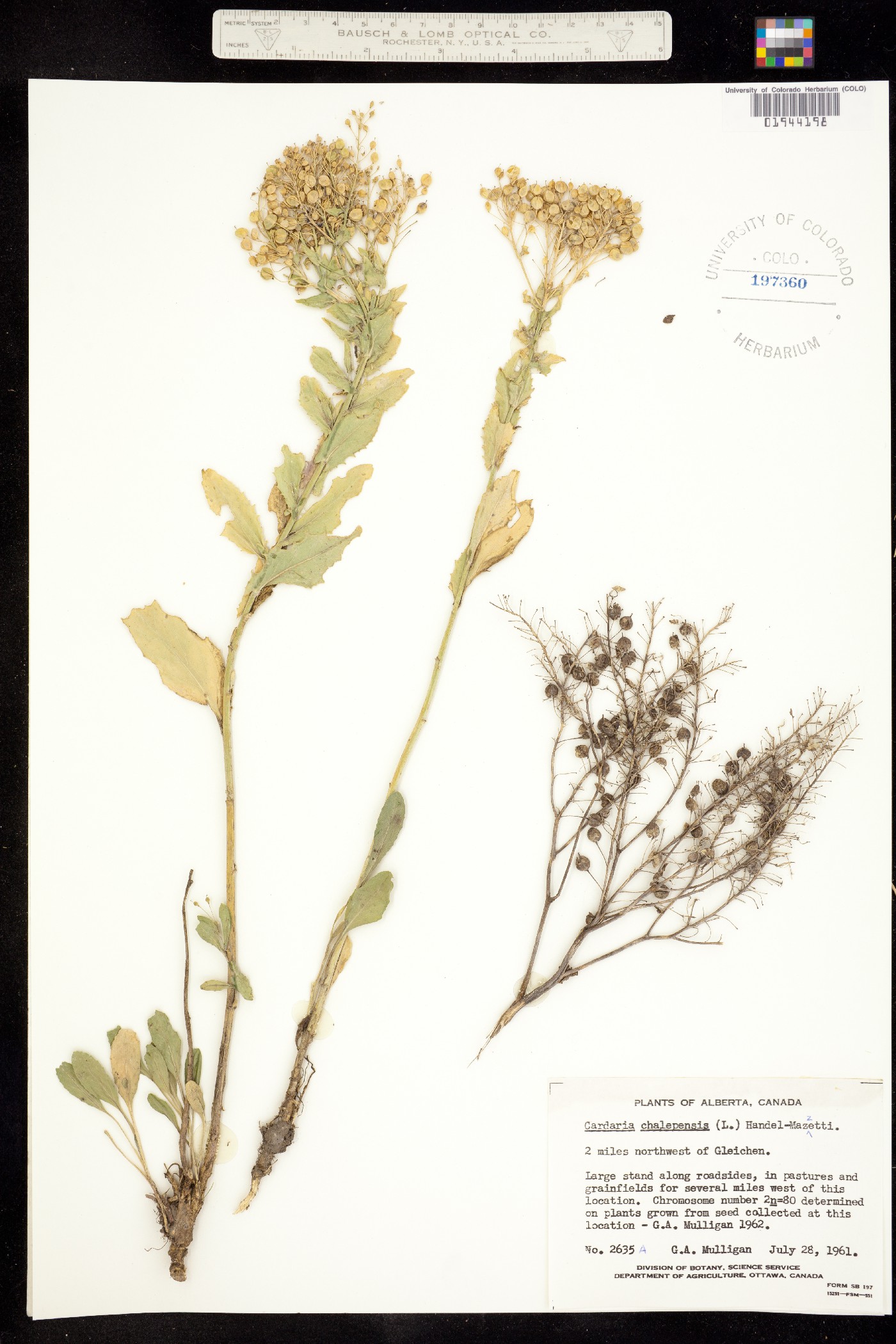 Lepidium chalepensis image