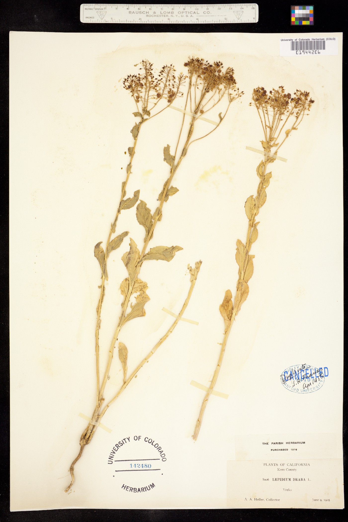 Lepidium draba image