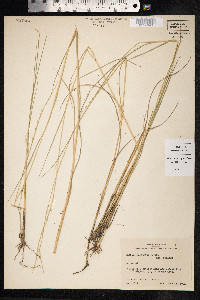 Paspalidium geminatum image