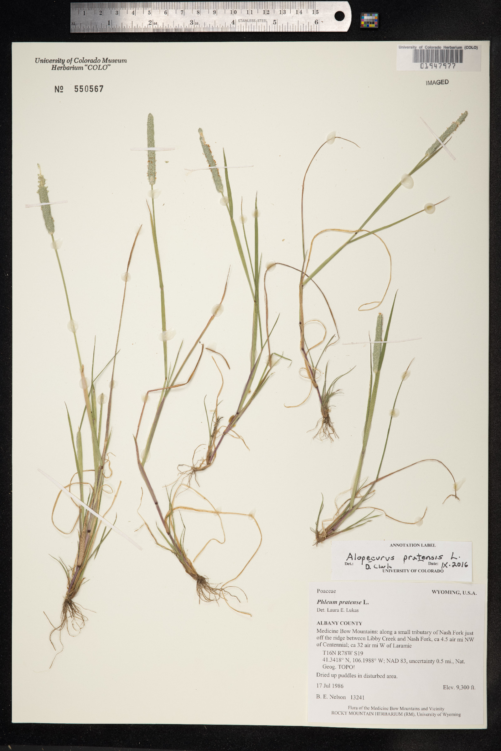 Alopecurus pratensis image