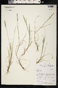 Alopecurus pratensis image