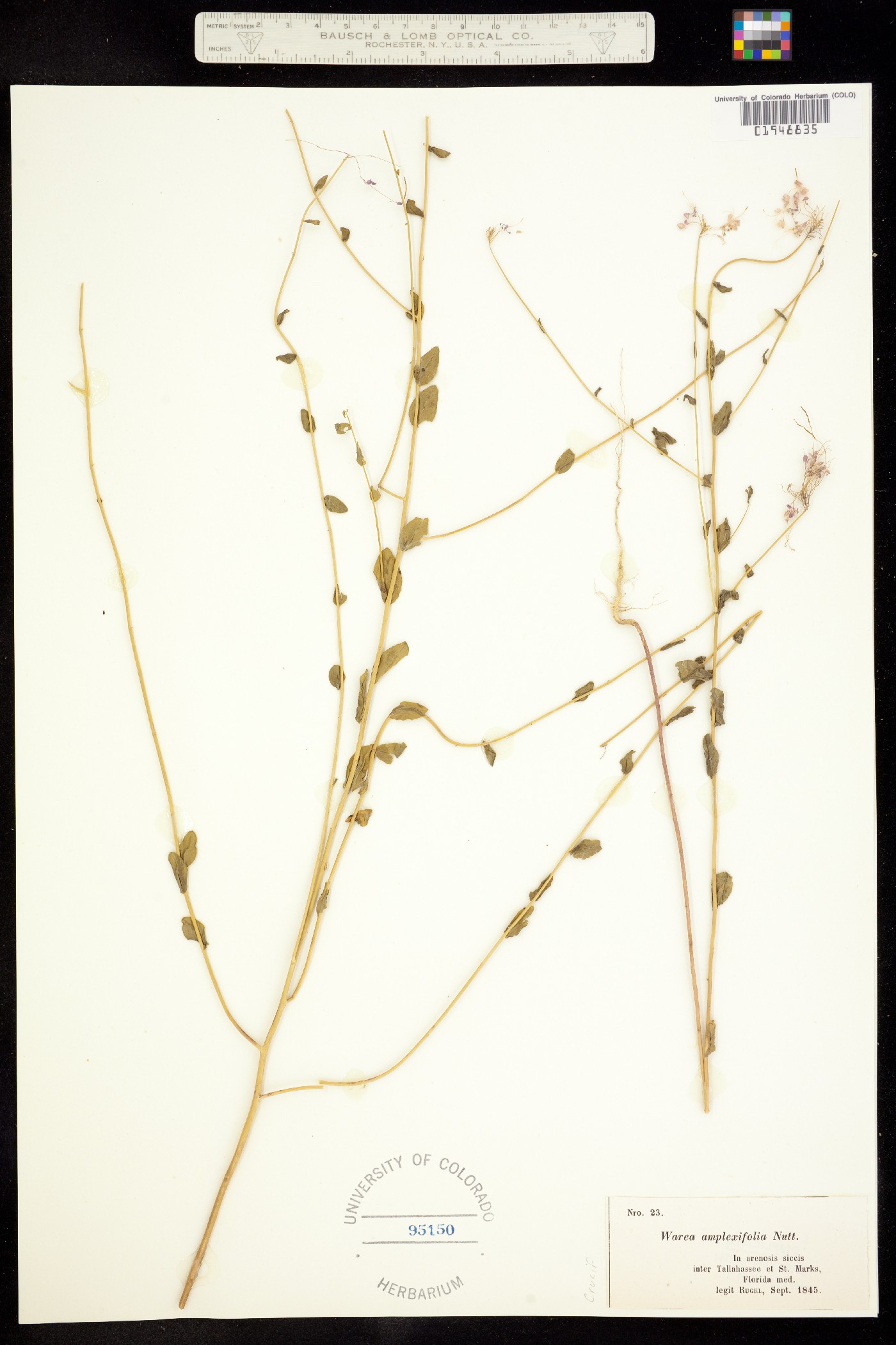 Warea amplexifolia image