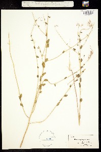 Image of Warea amplexifolia