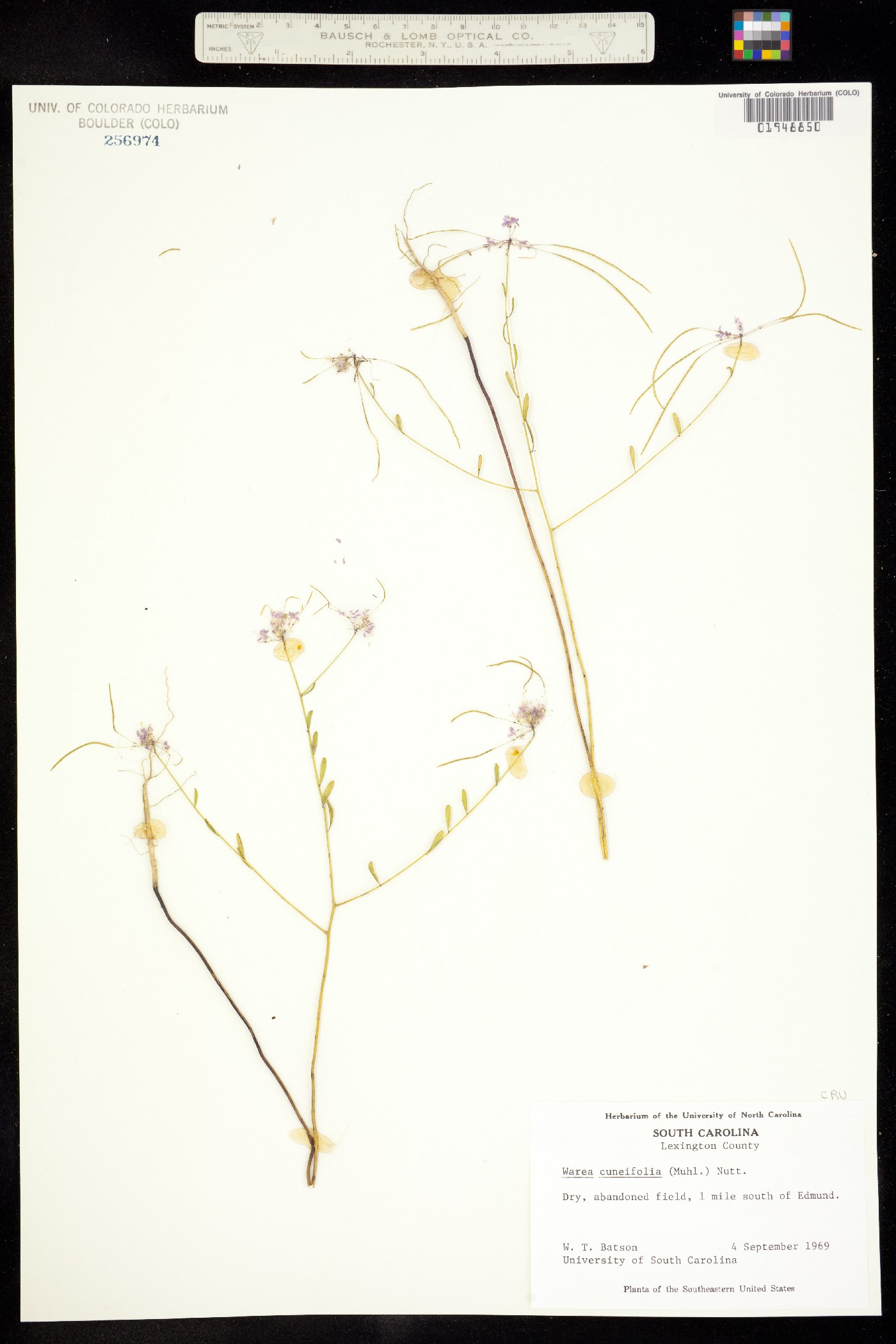 Warea cuneifolia image