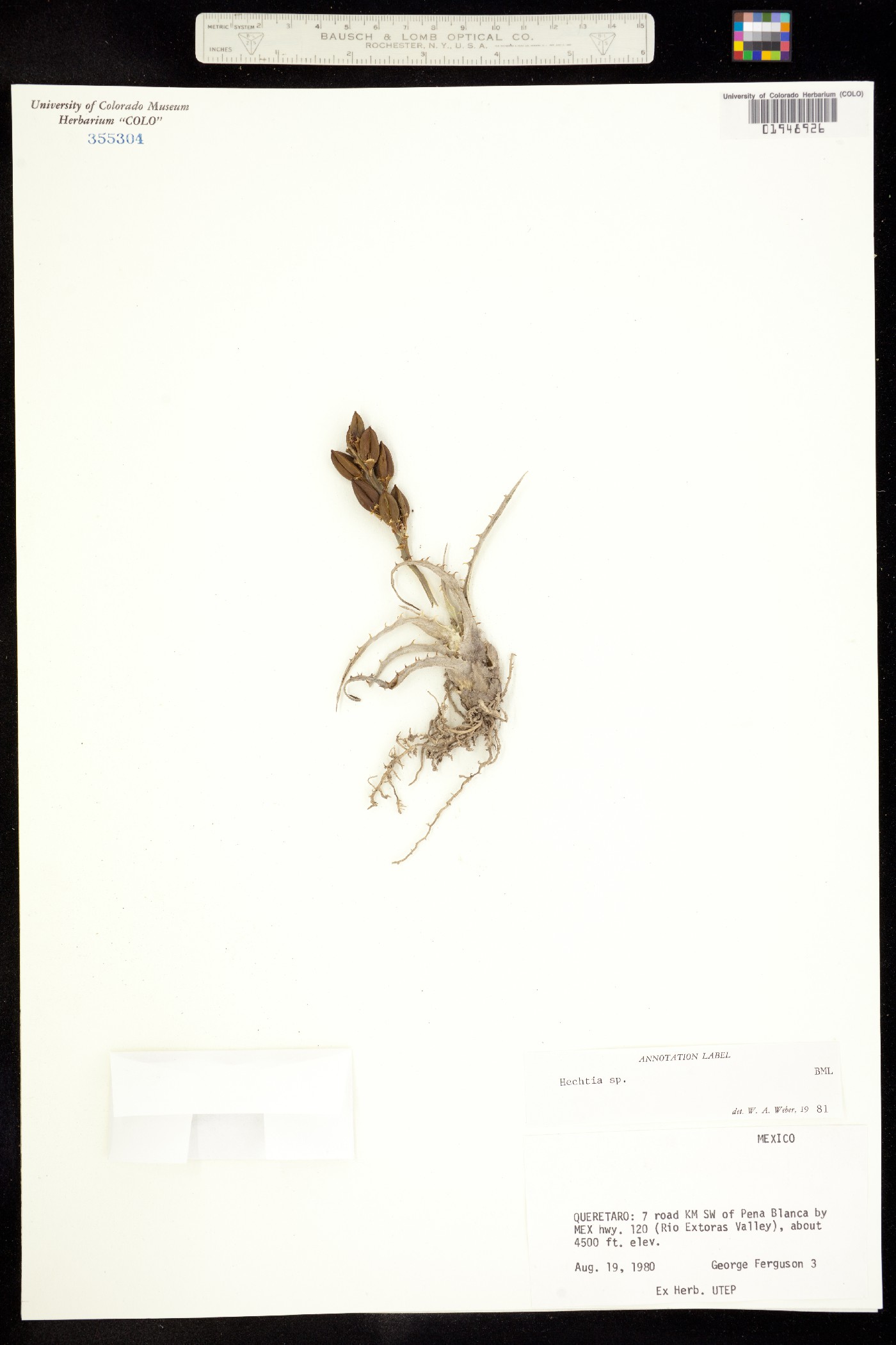 Hechtia image