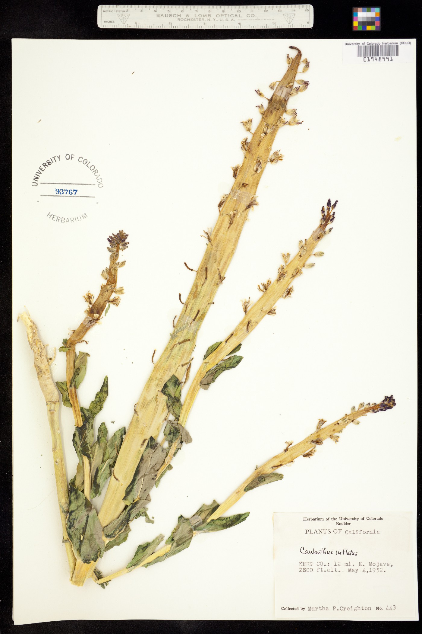 Caulanthus inflatus image