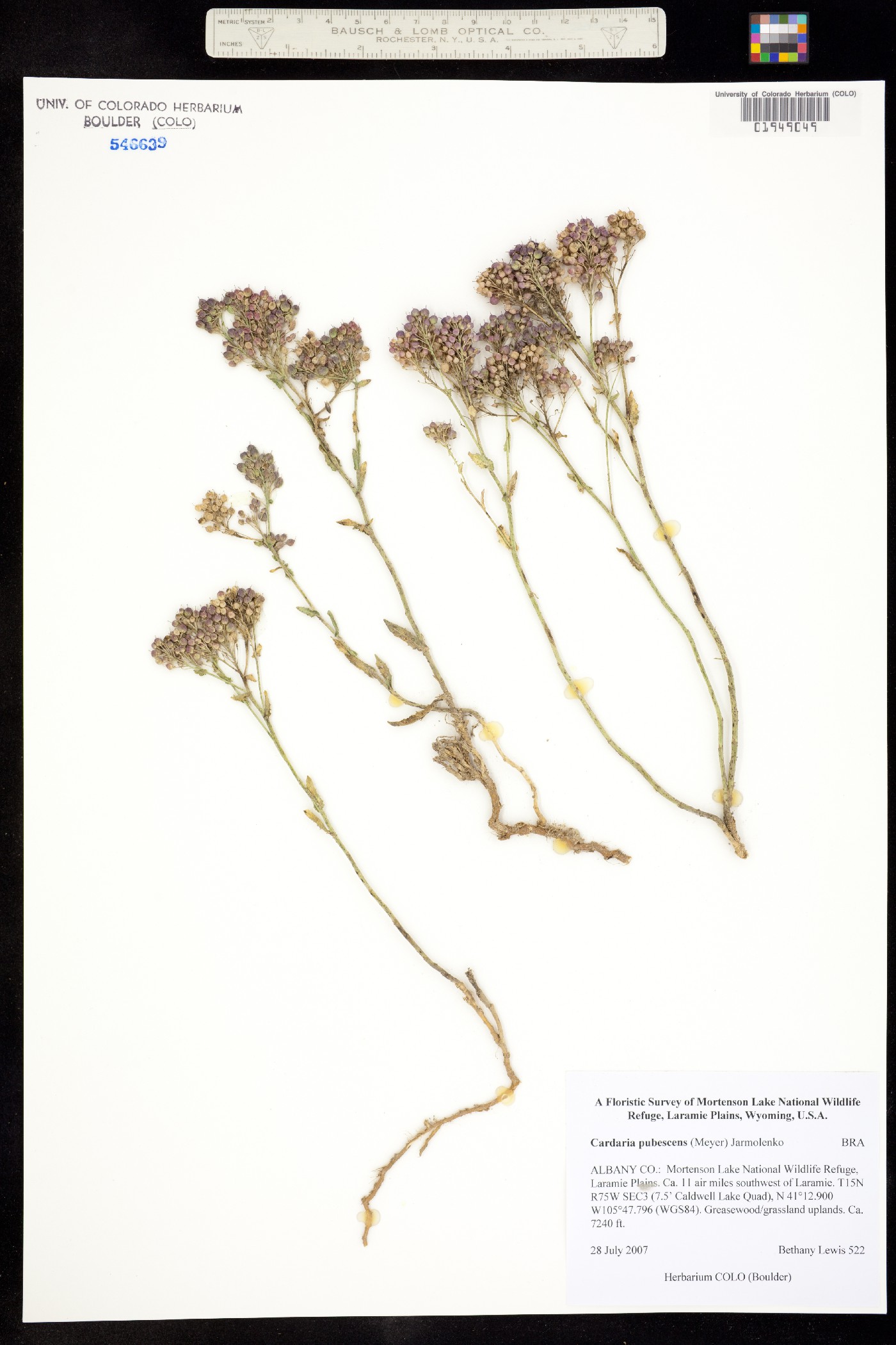 Lepidium appelianum image