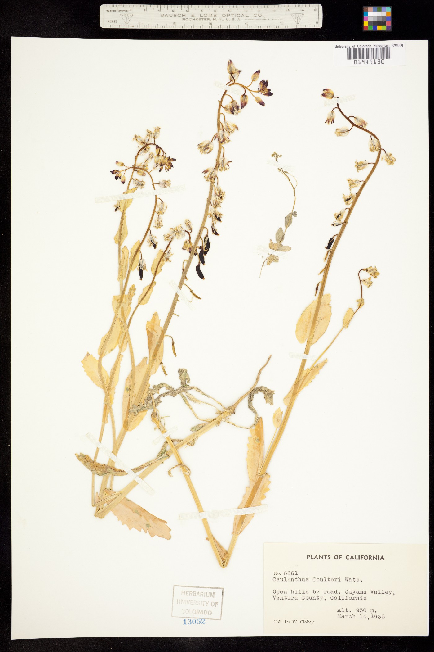 Caulanthus coulteri image