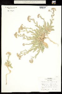 Lepidium appelianum image