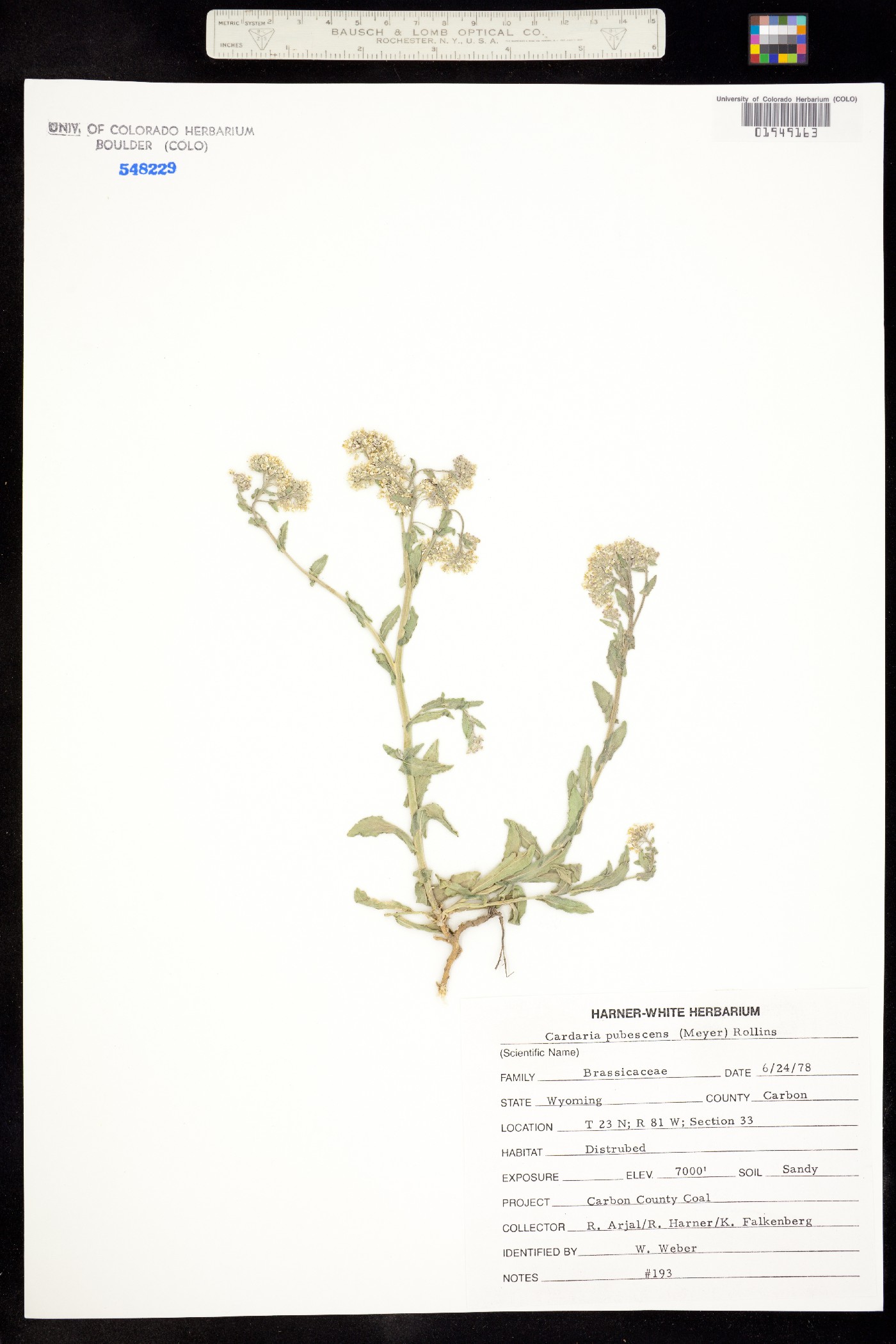 Lepidium appelianum image