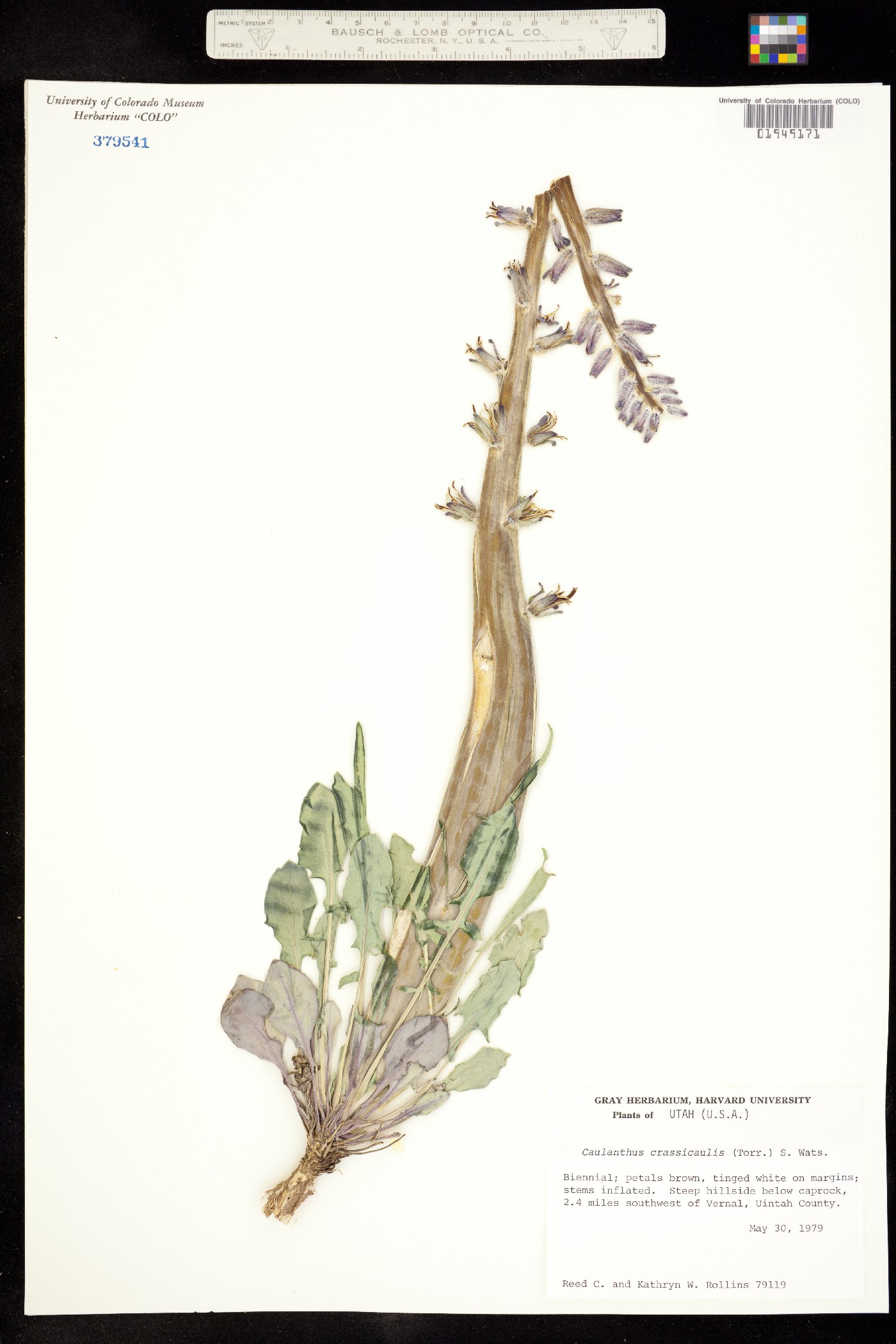 Caulanthus crassicaulis image