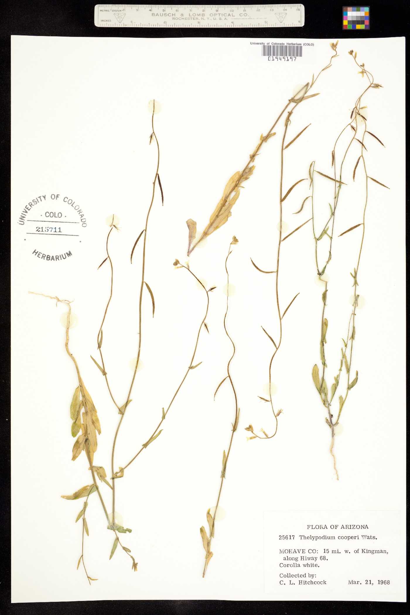 Caulanthus cooperi image