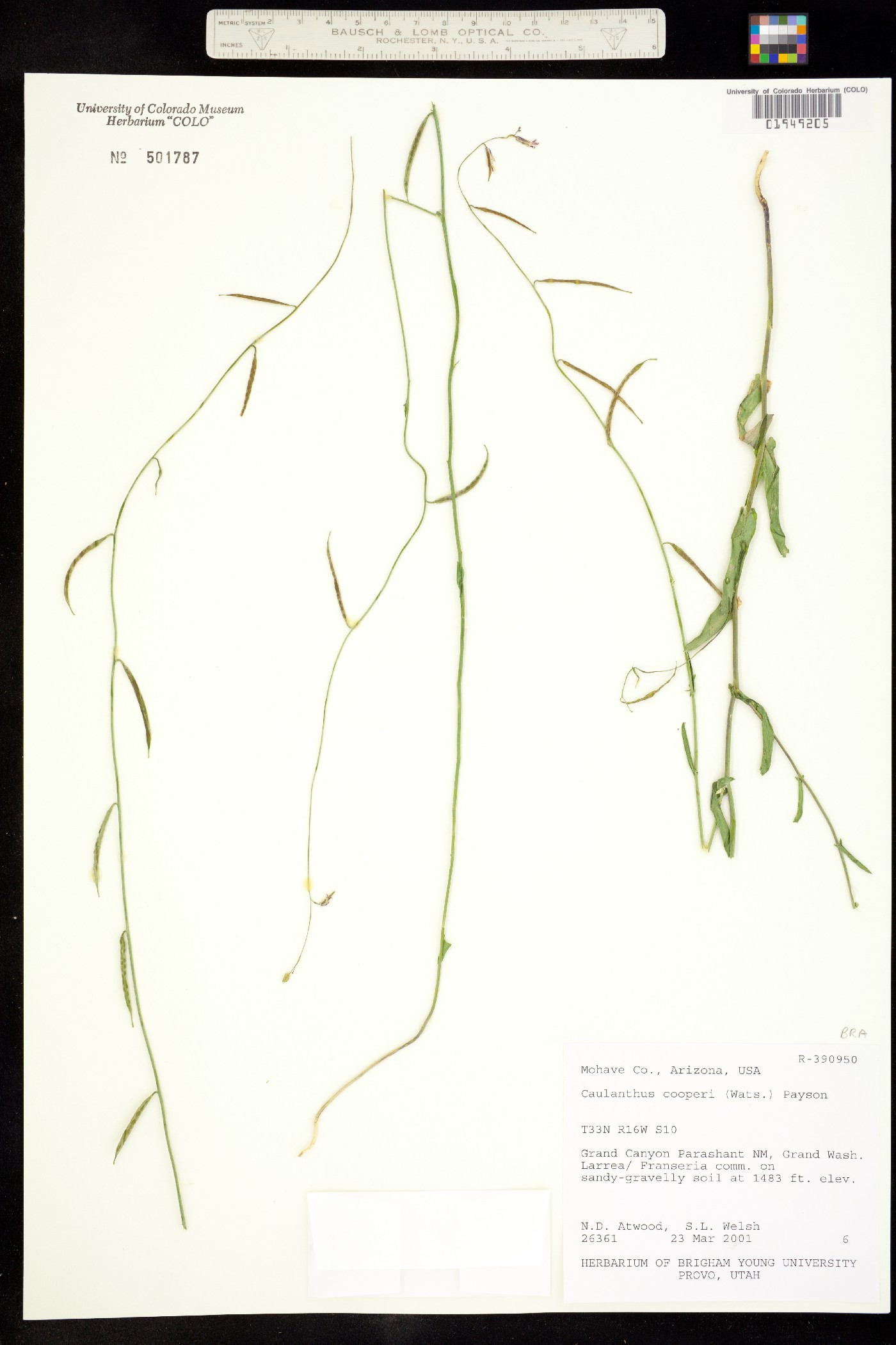 Caulanthus cooperi image
